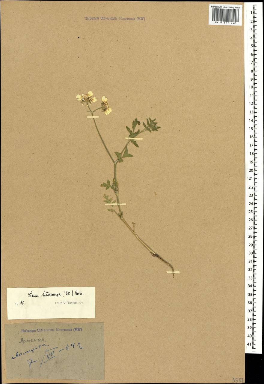 Lisaea heterocarpa (DC.) Boiss., Caucasus, Armenia (K5) (Armenia)