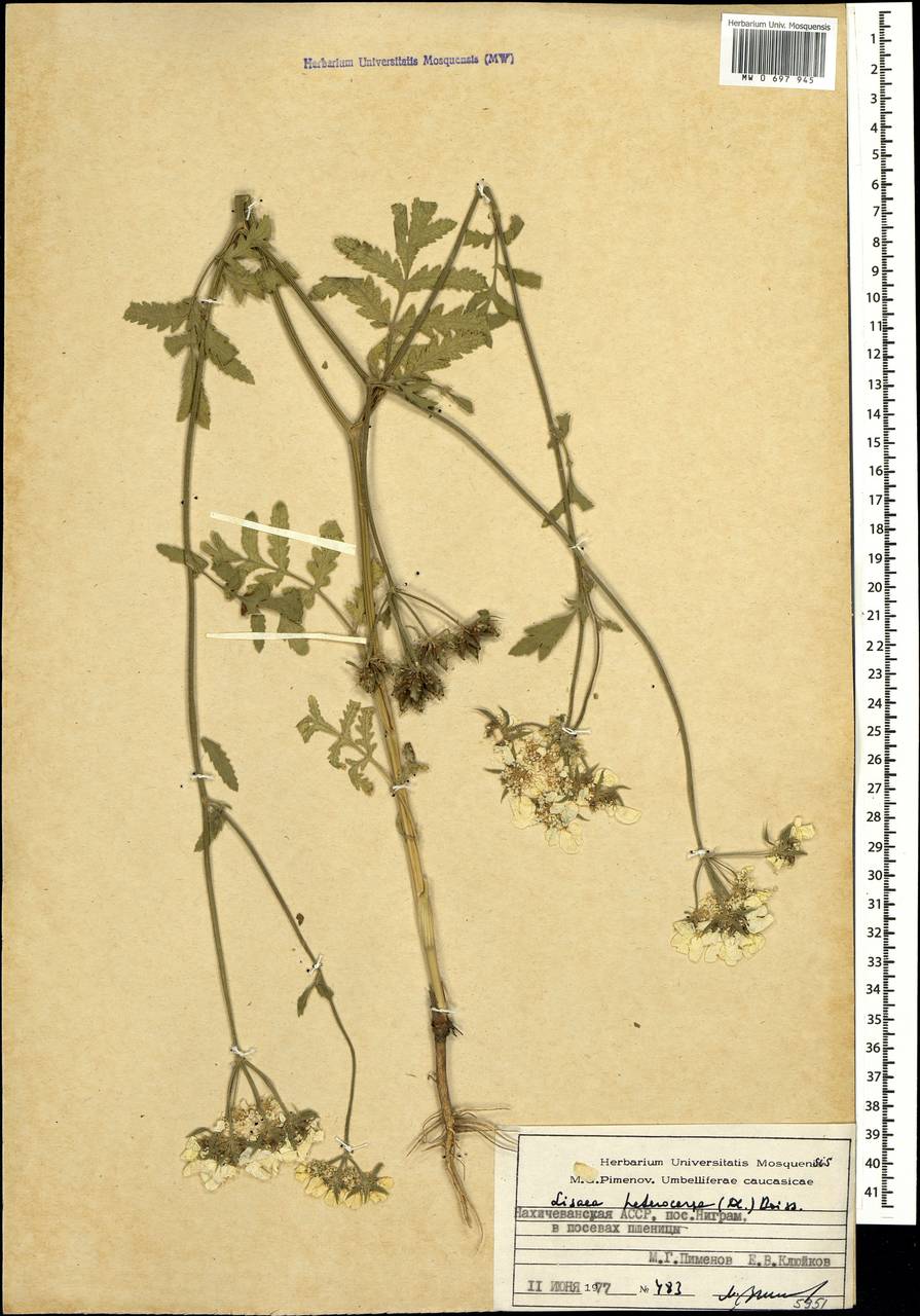 Lisaea heterocarpa (DC.) Boiss., Caucasus, Azerbaijan (K6) (Azerbaijan)