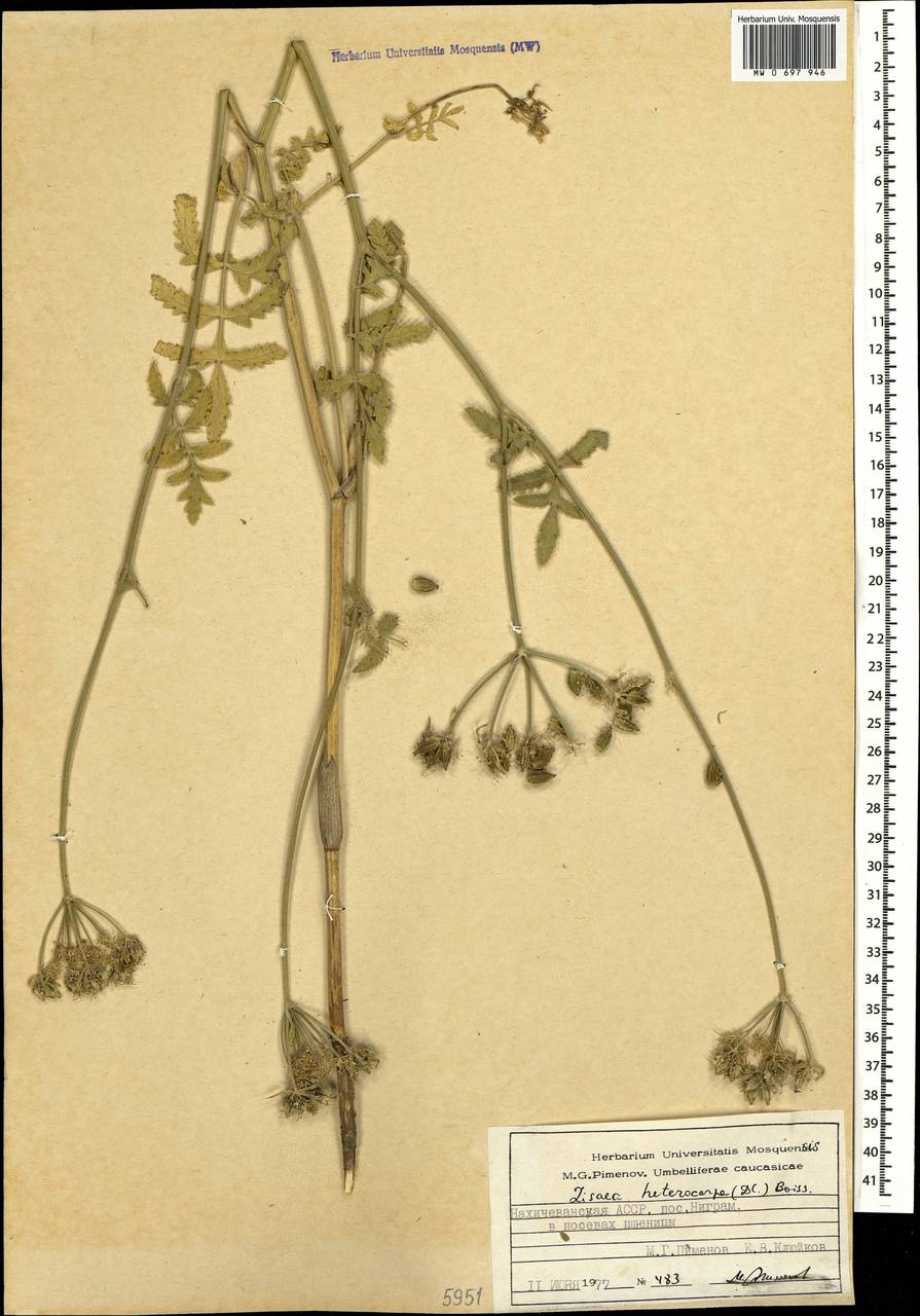 Lisaea heterocarpa (DC.) Boiss., Caucasus, Azerbaijan (K6) (Azerbaijan)