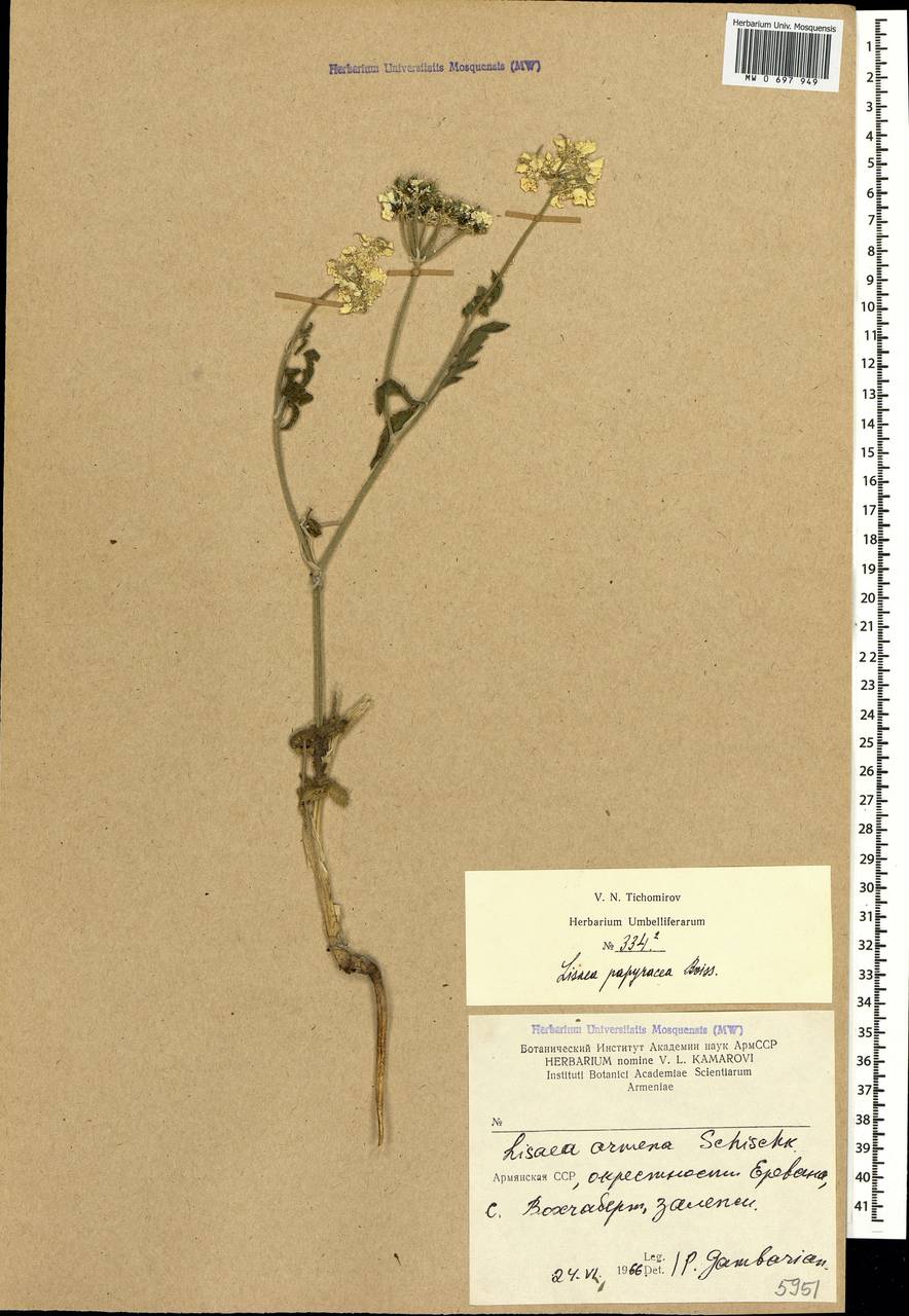 Lisaea papyracea Boiss., Caucasus, Armenia (K5) (Armenia)