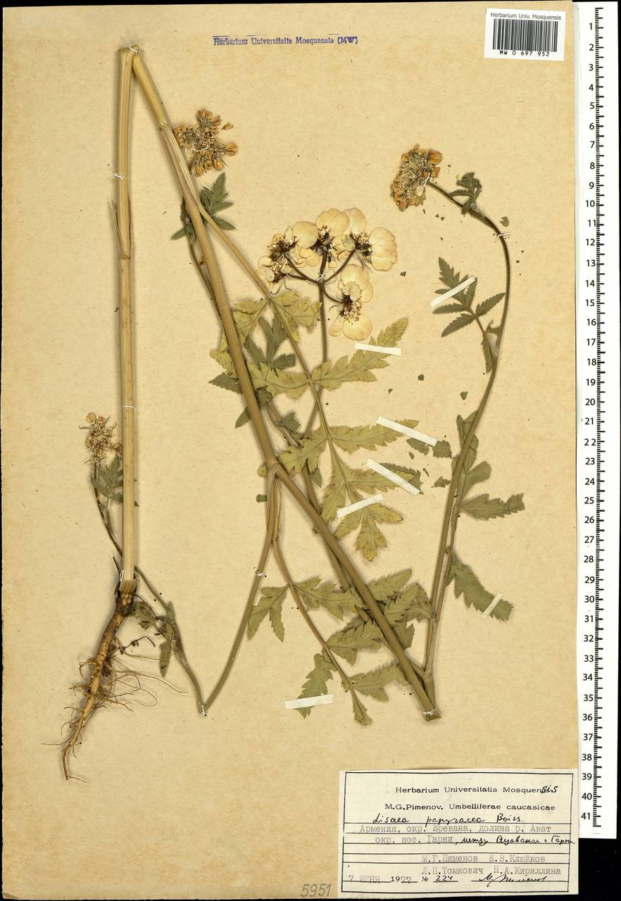 Lisaea papyracea Boiss., Caucasus, Armenia (K5) (Armenia)