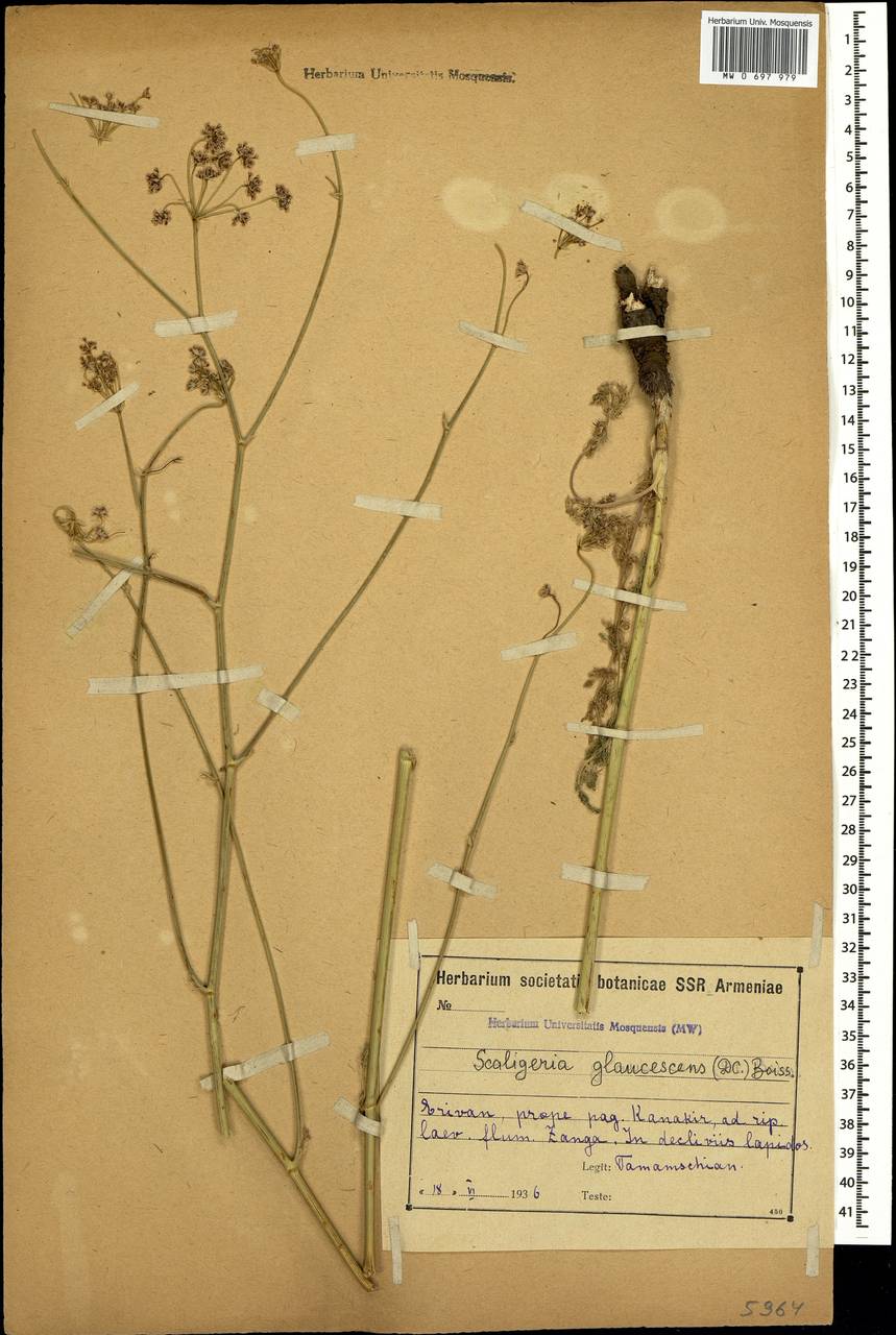 Scaligeria glaucescens (DC.) Boiss., Caucasus, Armenia (K5) (Armenia)