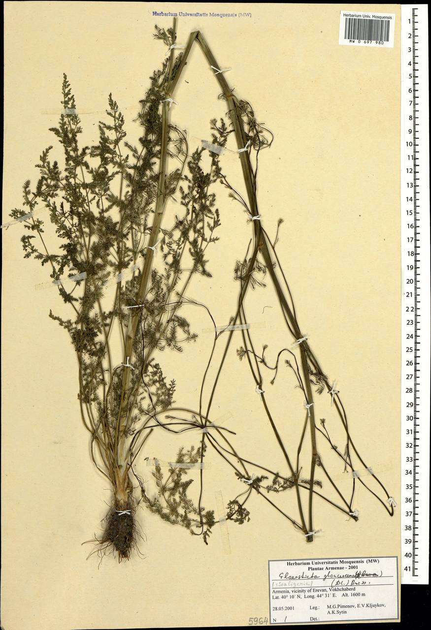 Scaligeria glaucescens (DC.) Boiss., Caucasus, Armenia (K5) (Armenia)