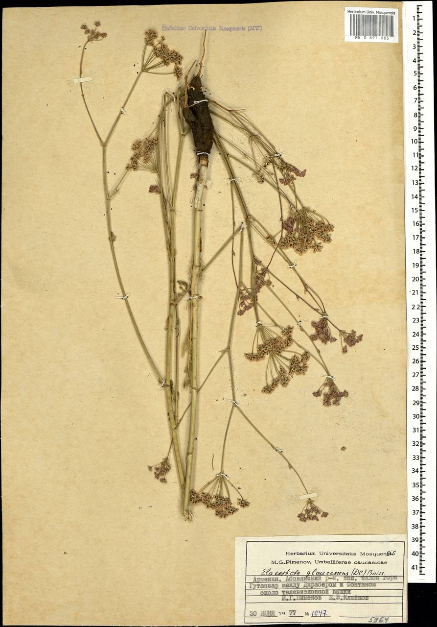 Scaligeria glaucescens (DC.) Boiss., Caucasus, Armenia (K5) (Armenia)