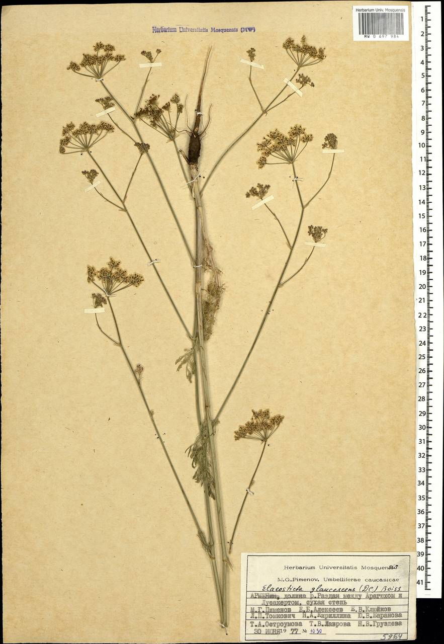 Scaligeria glaucescens (DC.) Boiss., Caucasus, Armenia (K5) (Armenia)