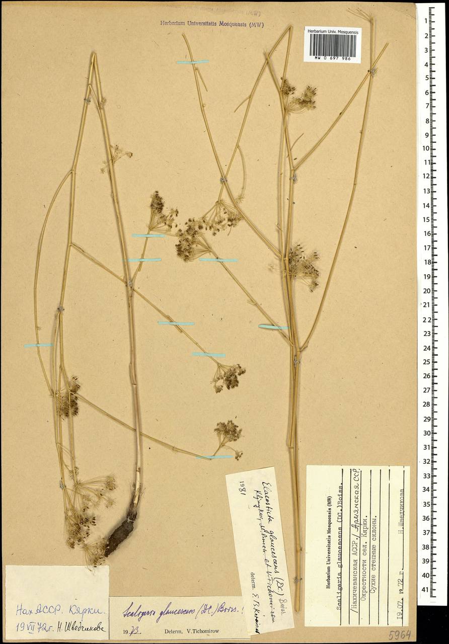 Scaligeria glaucescens (DC.) Boiss., Caucasus, Armenia (K5) (Armenia)