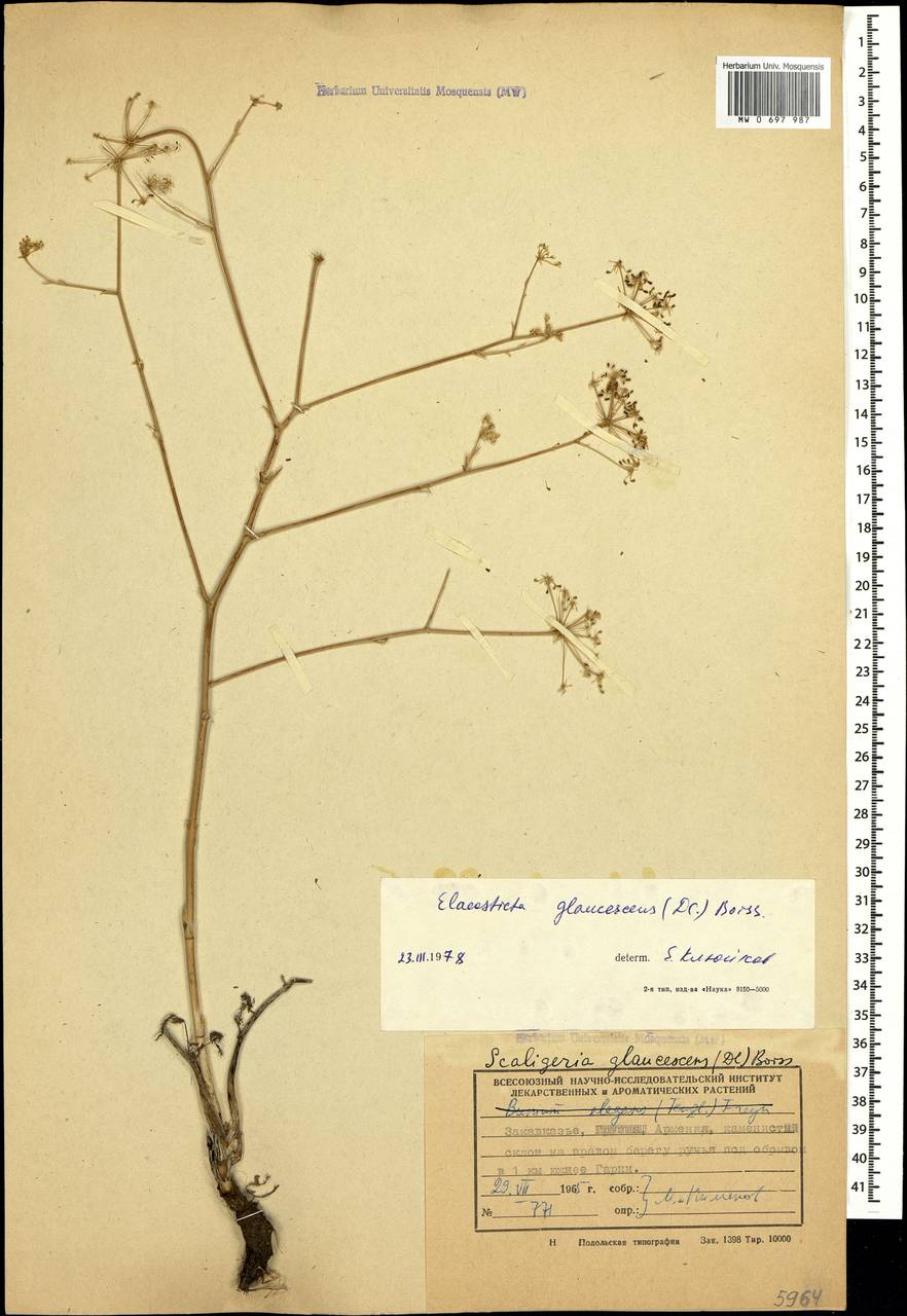 Scaligeria glaucescens (DC.) Boiss., Caucasus, Armenia (K5) (Armenia)