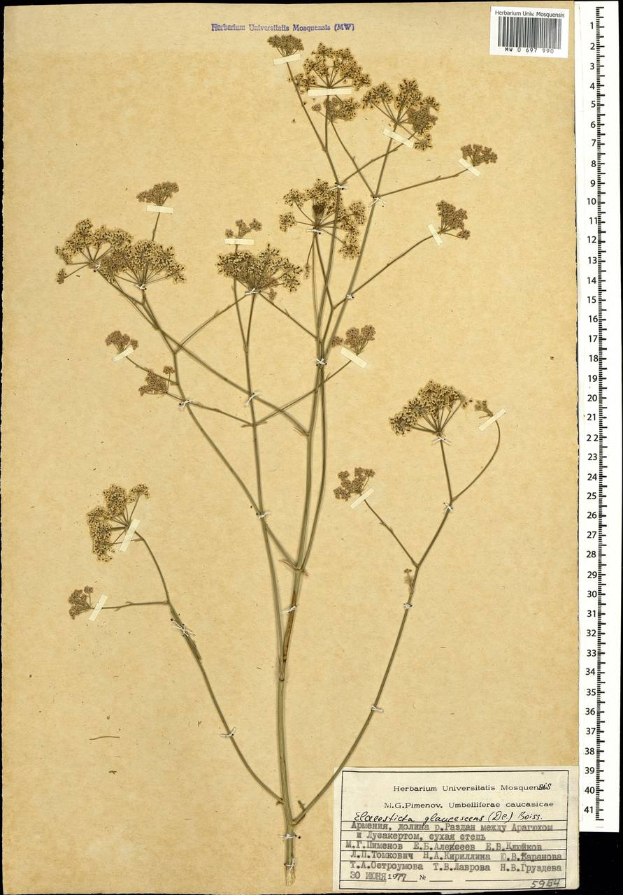 Scaligeria glaucescens (DC.) Boiss., Caucasus, Armenia (K5) (Armenia)