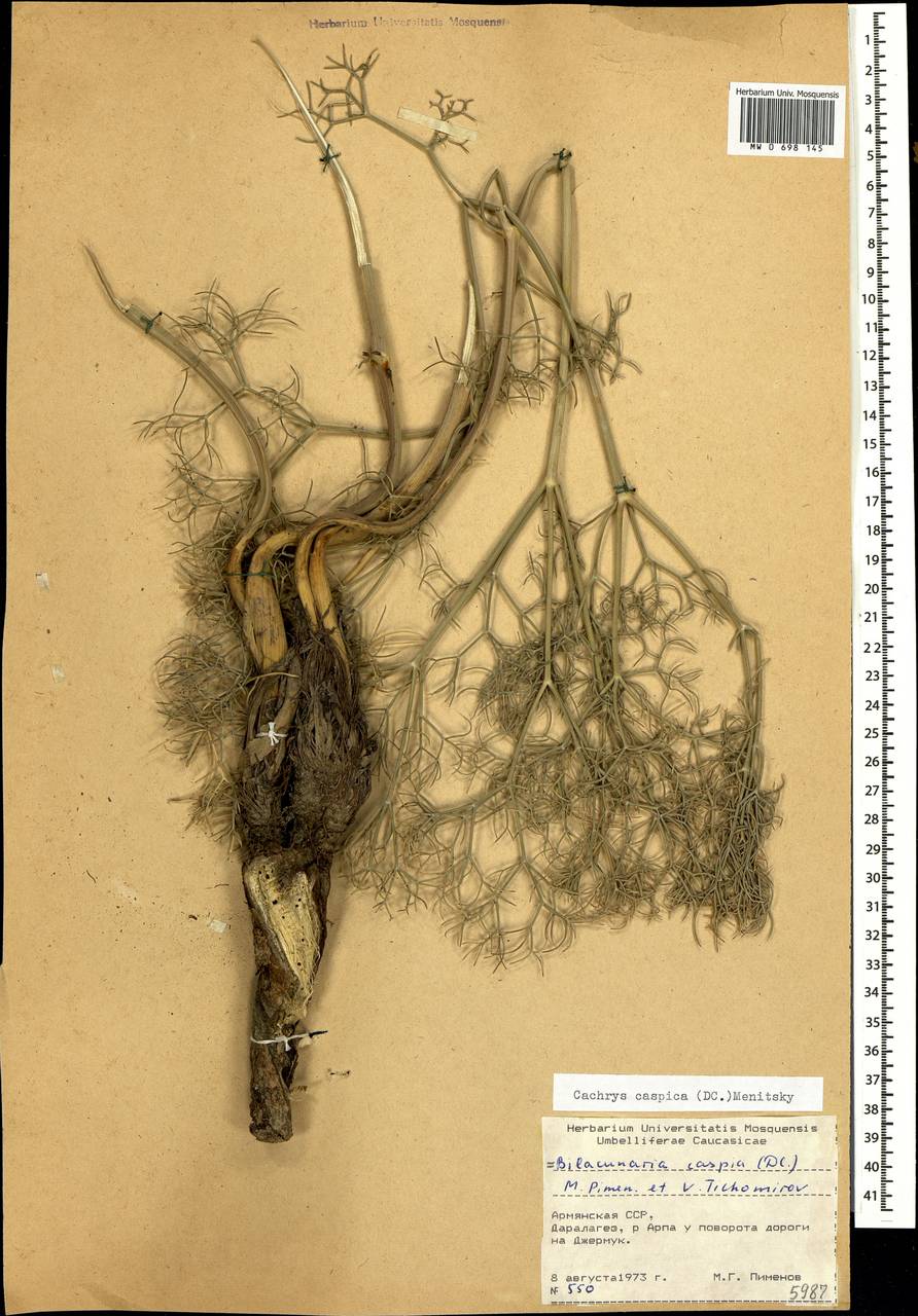 Bilacunaria caspica (DC.) Pimenov & V.N.Tikhom., Caucasus, Armenia (K5) (Armenia)