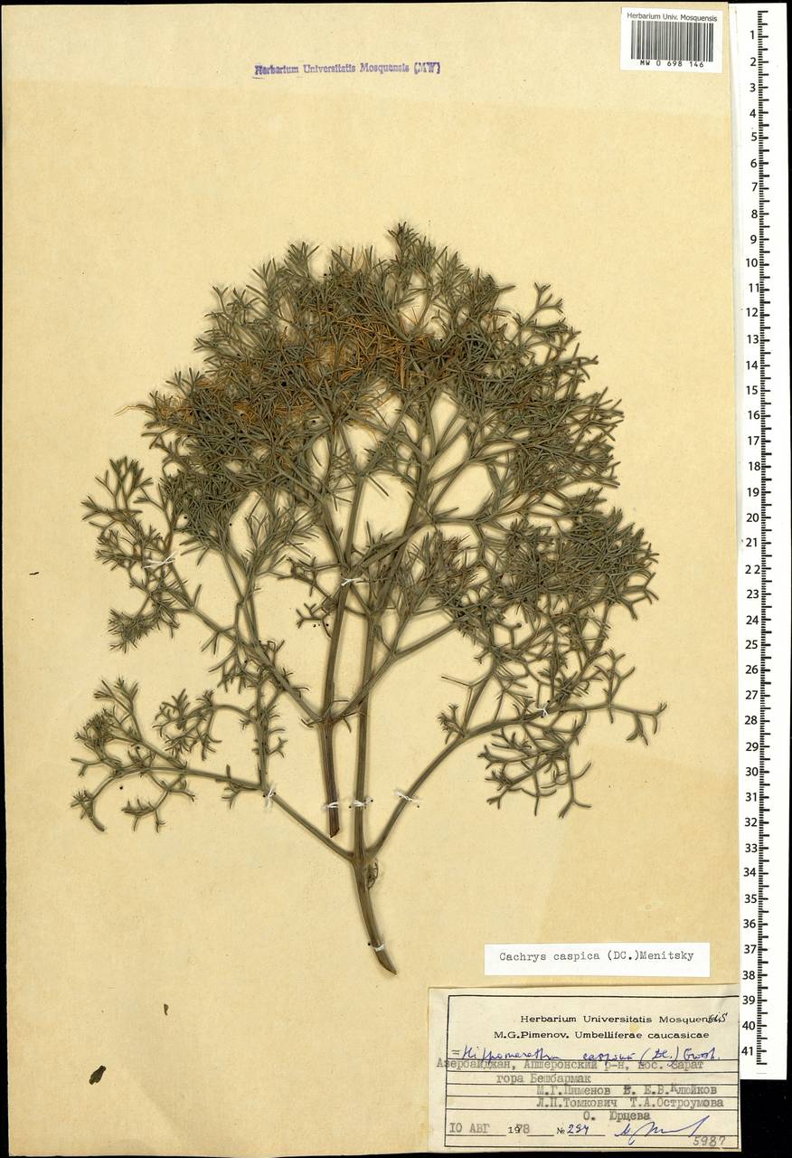 Bilacunaria caspica (DC.) Pimenov & V.N.Tikhom., Caucasus, Azerbaijan (K6) (Azerbaijan)