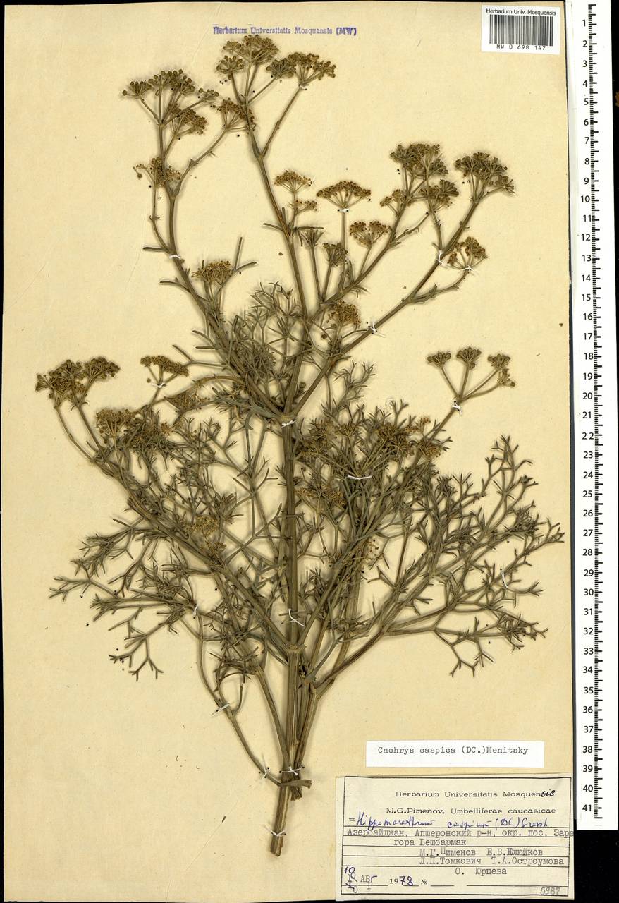 Bilacunaria caspica (DC.) Pimenov & V.N.Tikhom., Caucasus, Azerbaijan (K6) (Azerbaijan)