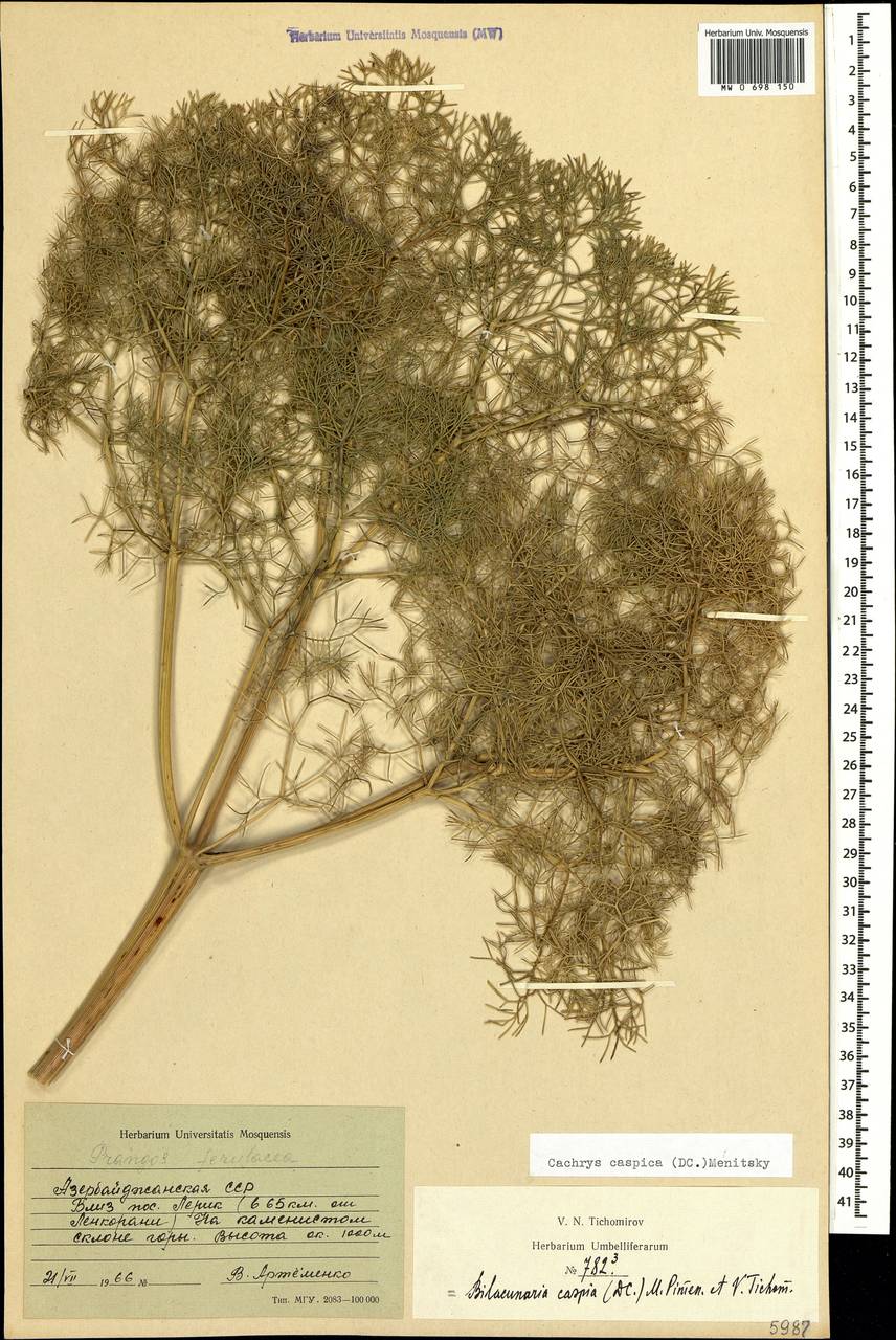 Bilacunaria caspica (DC.) Pimenov & V.N.Tikhom., Caucasus, Azerbaijan (K6) (Azerbaijan)