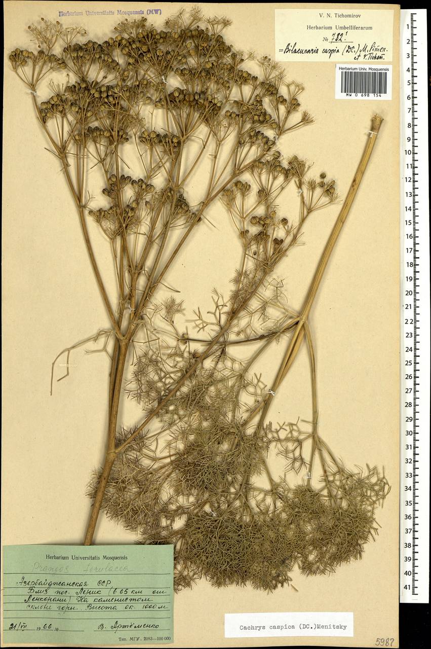 Bilacunaria caspica (DC.) Pimenov & V.N.Tikhom., Caucasus, Azerbaijan (K6) (Azerbaijan)