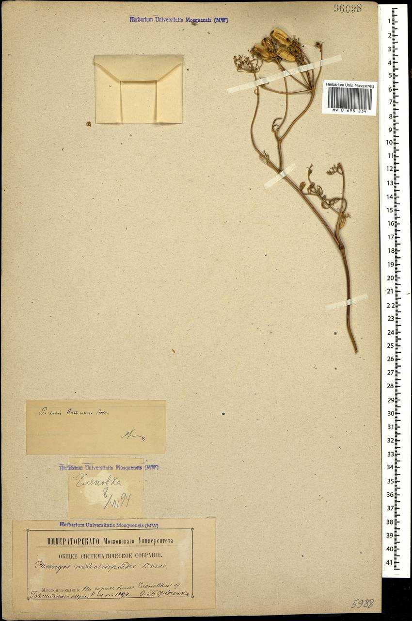 Prangos meliocarpoides var. arcis-romanae (Boiss. & A. Huet) Herrnst. & Heyn, Caucasus, Armenia (K5) (Armenia)