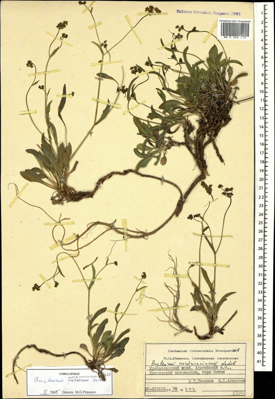 Bupleurum nordmannianum Ledeb., Caucasus, Krasnodar Krai & Adygea (K1a) (Russia)