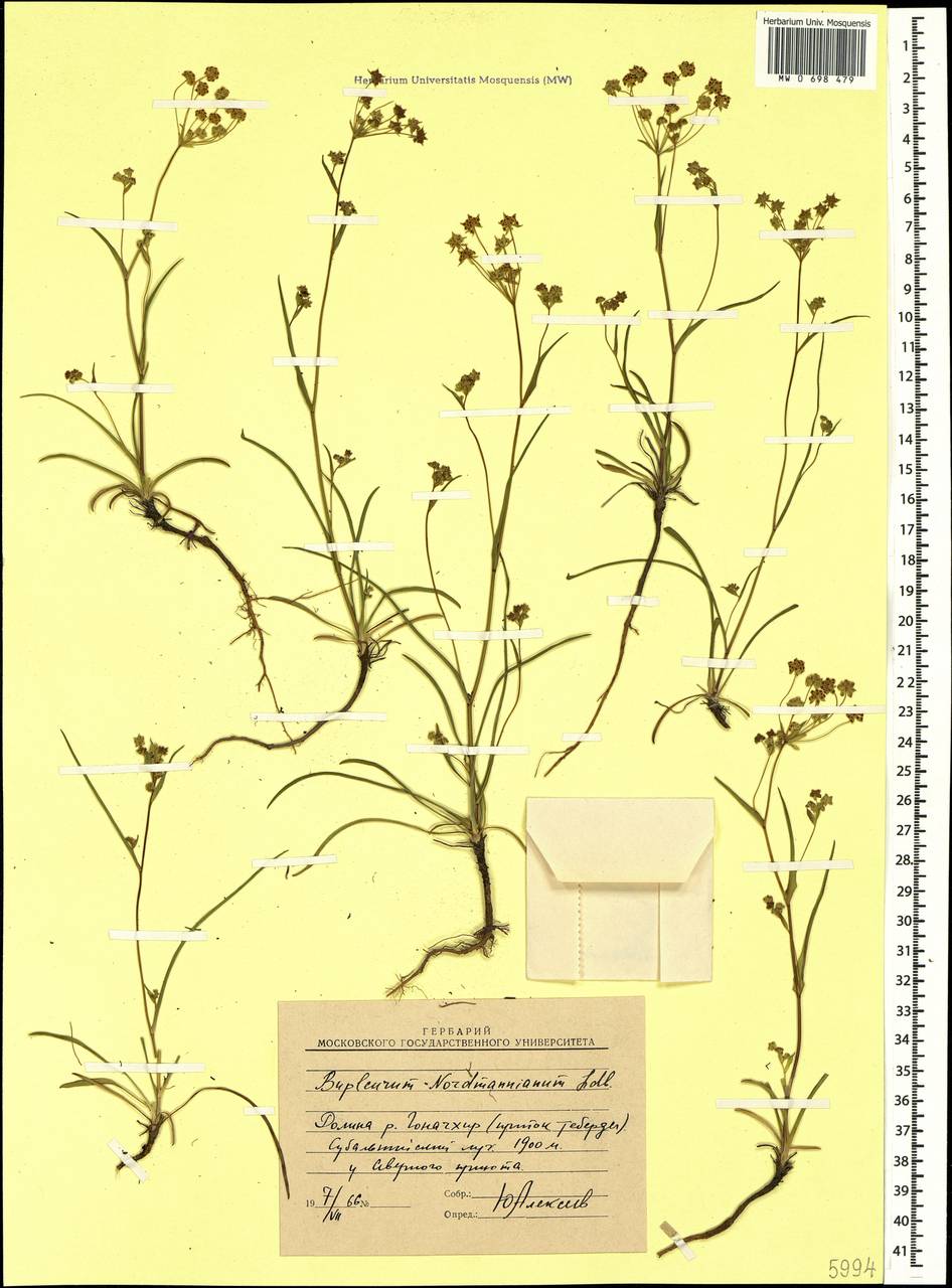 Bupleurum nordmannianum Ledeb., Caucasus, Stavropol Krai, Karachay-Cherkessia & Kabardino-Balkaria (K1b) (Russia)