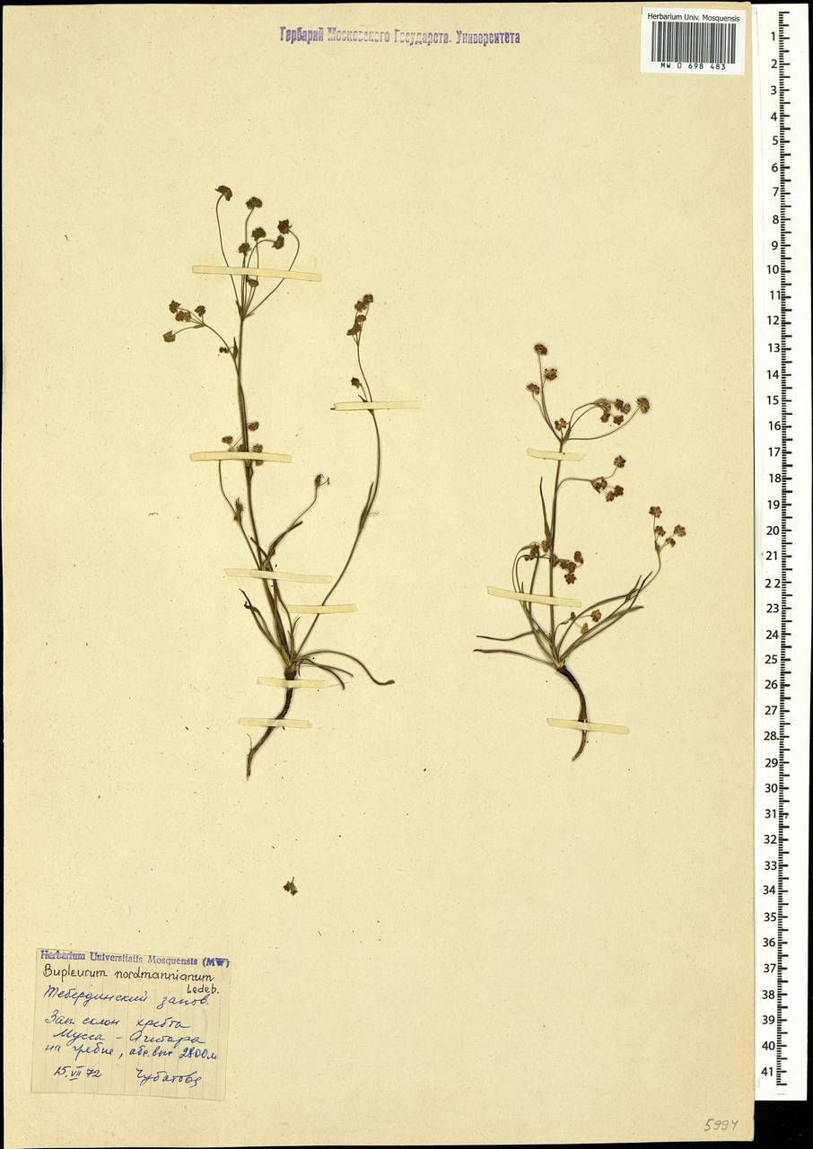 Bupleurum nordmannianum Ledeb., Caucasus, Stavropol Krai, Karachay-Cherkessia & Kabardino-Balkaria (K1b) (Russia)
