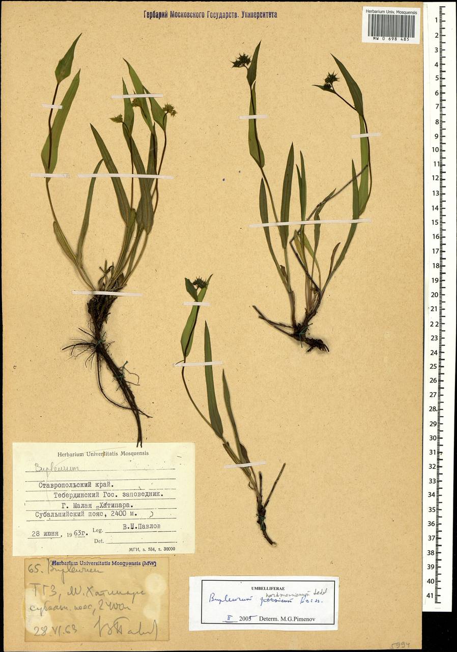 Bupleurum nordmannianum Ledeb., Caucasus, Stavropol Krai, Karachay-Cherkessia & Kabardino-Balkaria (K1b) (Russia)