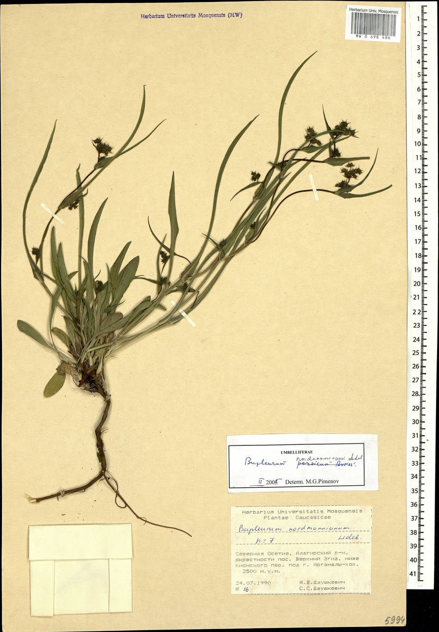 Bupleurum nordmannianum Ledeb., Caucasus, North Ossetia, Ingushetia & Chechnya (K1c) (Russia)