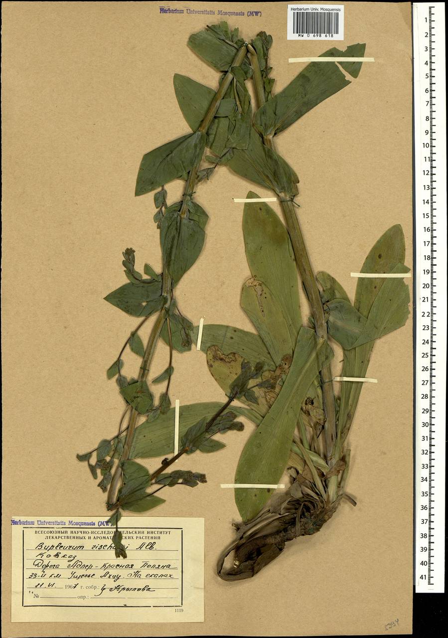 Bupleurum rischawii Albov, Caucasus, Krasnodar Krai & Adygea (K1a) (Russia)