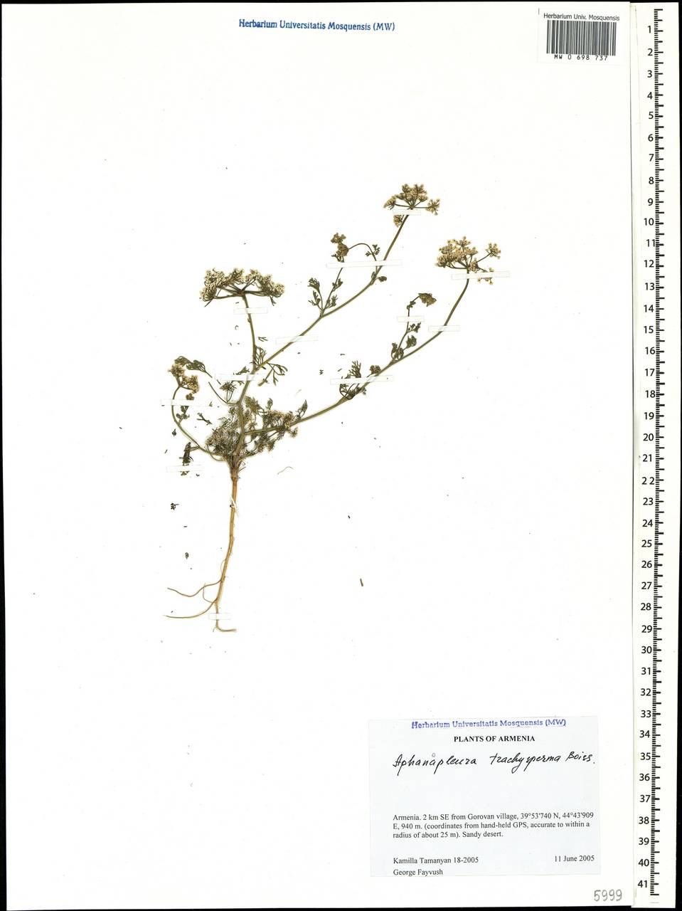Aphanopleura trachysperma Boiss., Caucasus, Armenia (K5) (Armenia)
