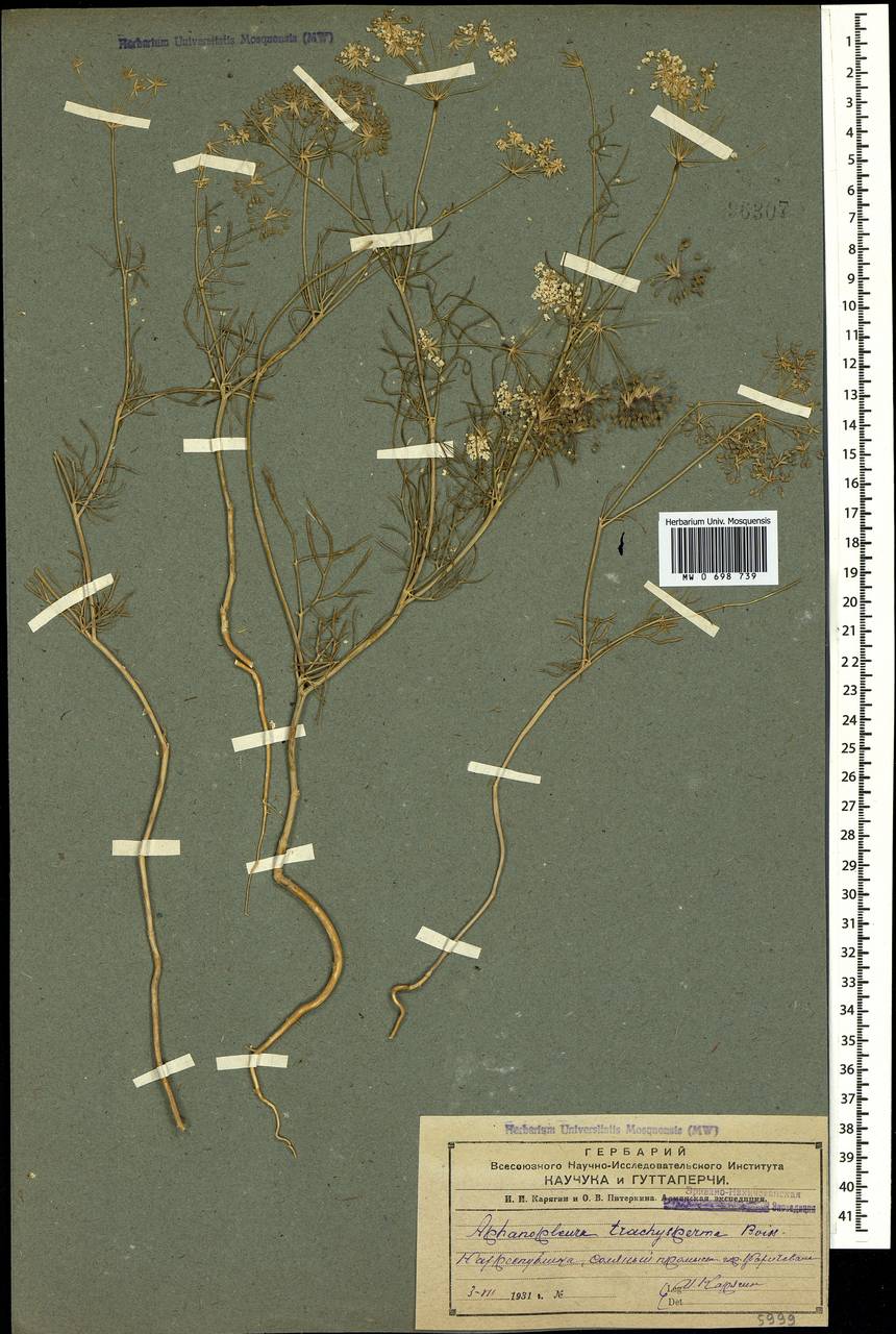 Aphanopleura trachysperma Boiss., Caucasus, Azerbaijan (K6) (Azerbaijan)