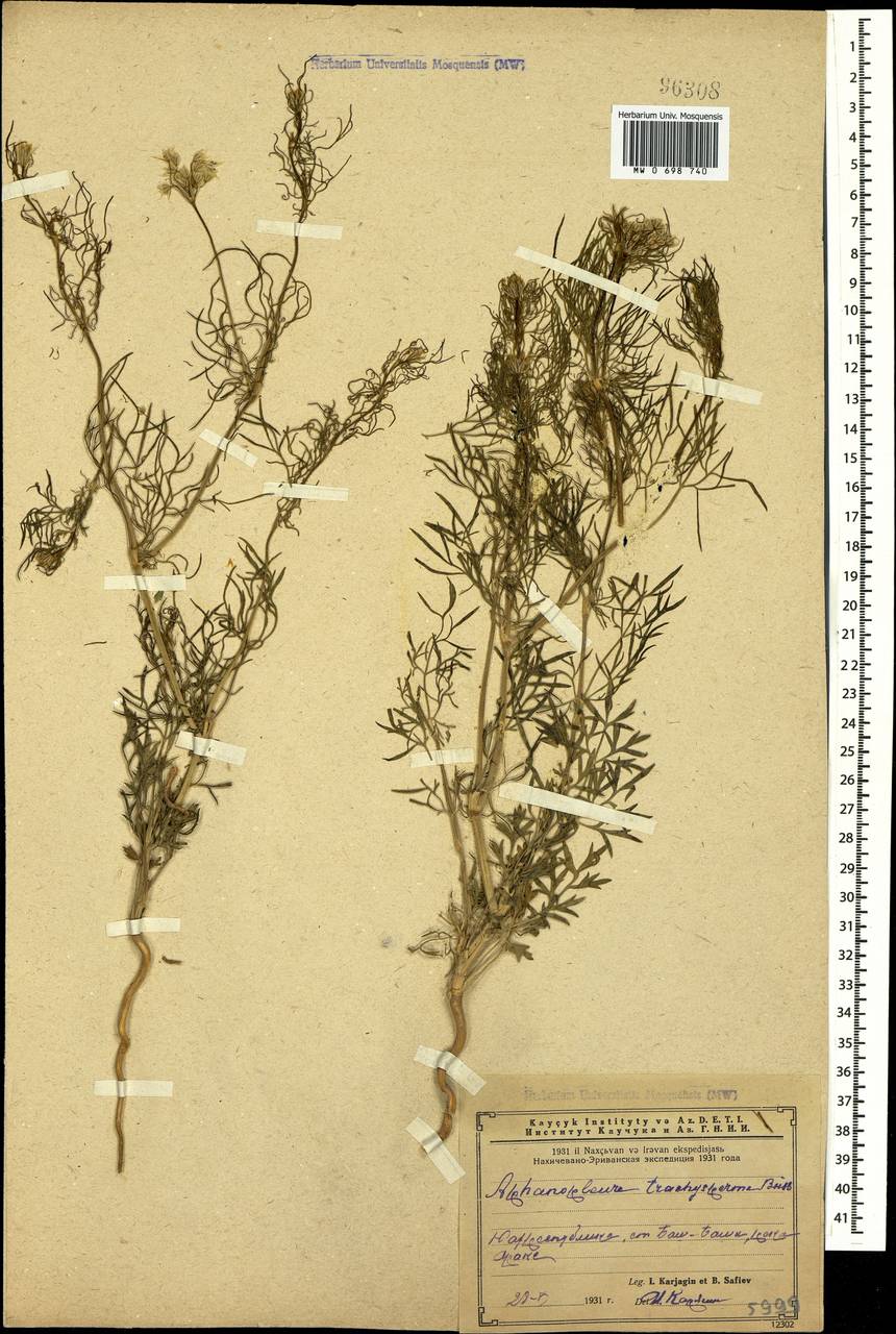 Aphanopleura trachysperma Boiss., Caucasus, Azerbaijan (K6) (Azerbaijan)