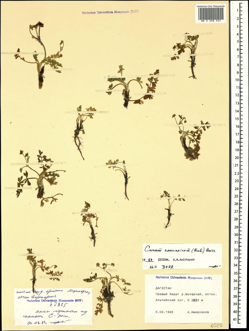 Carum caucasicum (M.Bieb.) Boiss., Caucasus, Dagestan (K2) (Russia)