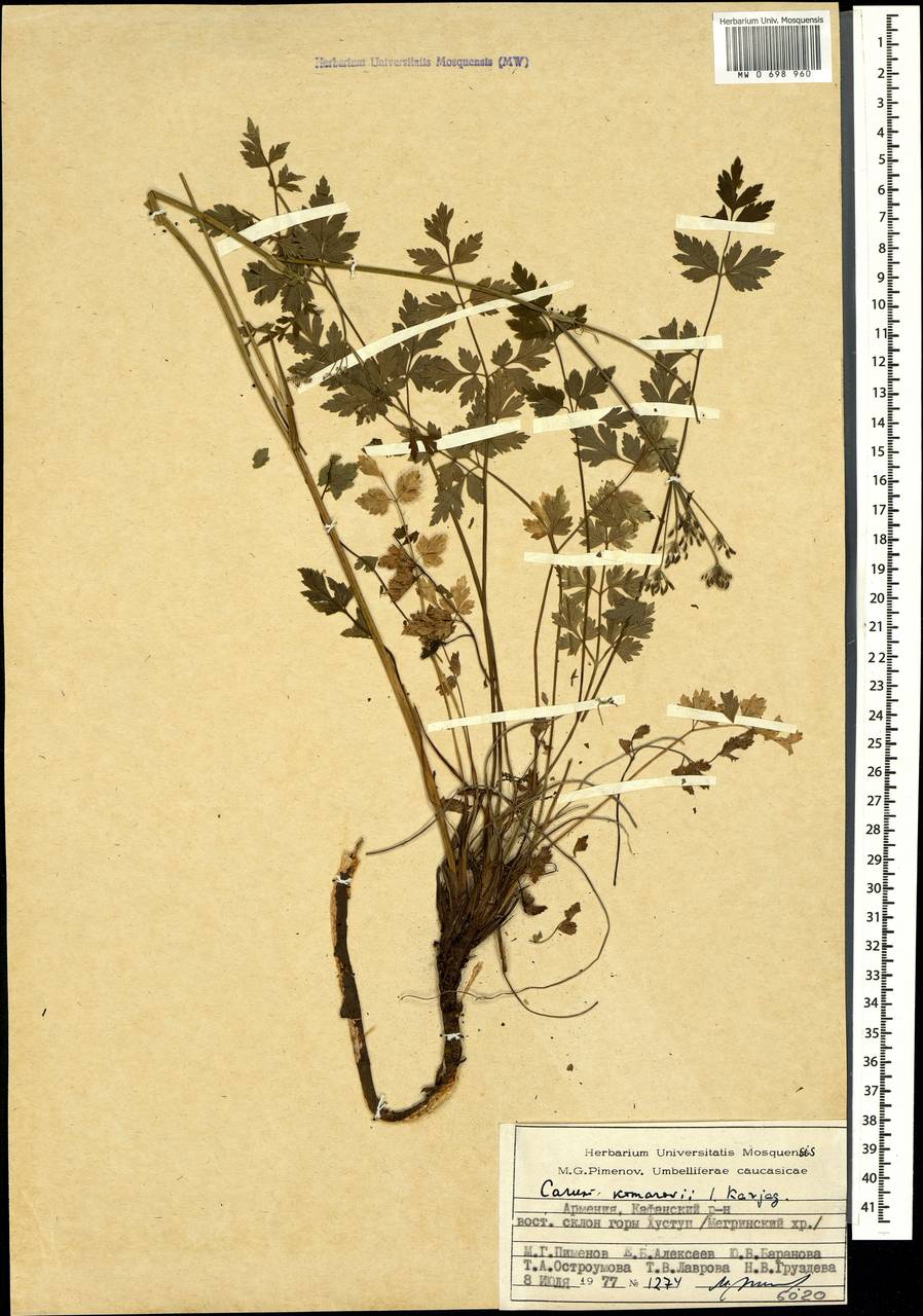 Aegopodium komarovii (Karjagin) Pimenov & Zakharova, Caucasus, Armenia (K5) (Armenia)