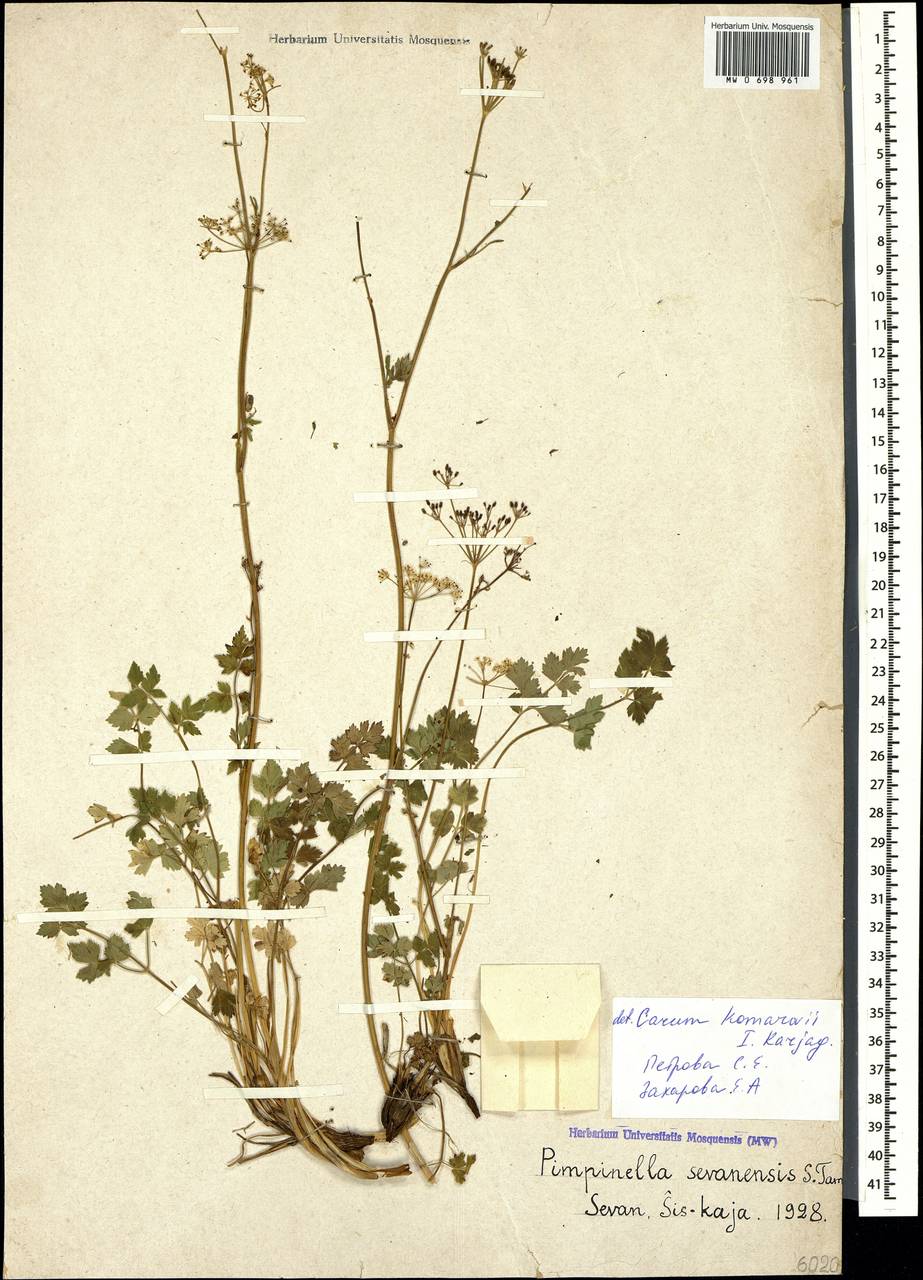 Aegopodium komarovii (Karjagin) Pimenov & Zakharova, Caucasus, Armenia (K5) (Armenia)