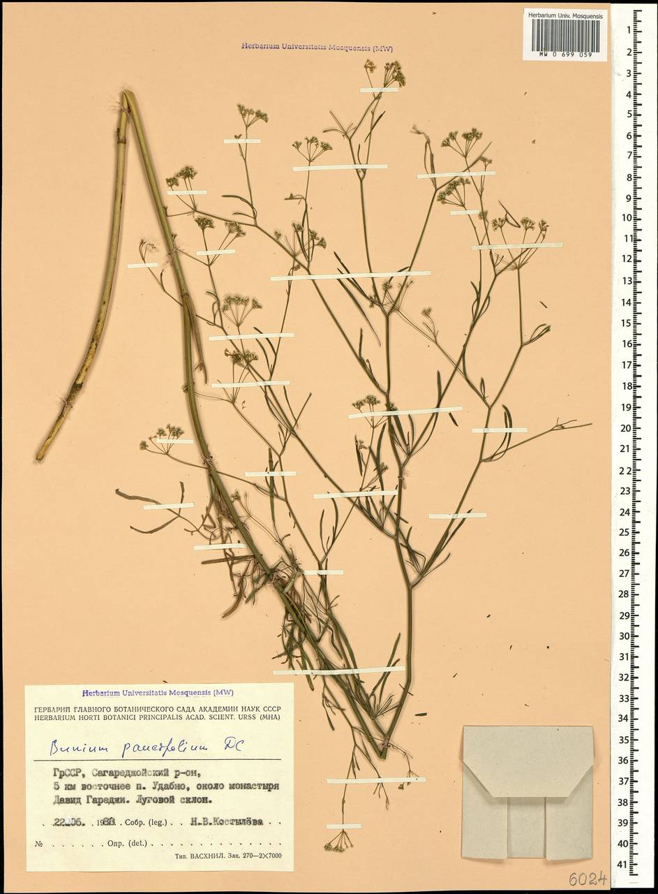 Bunium paucifolium DC., Caucasus, Georgia (K4) (Georgia)