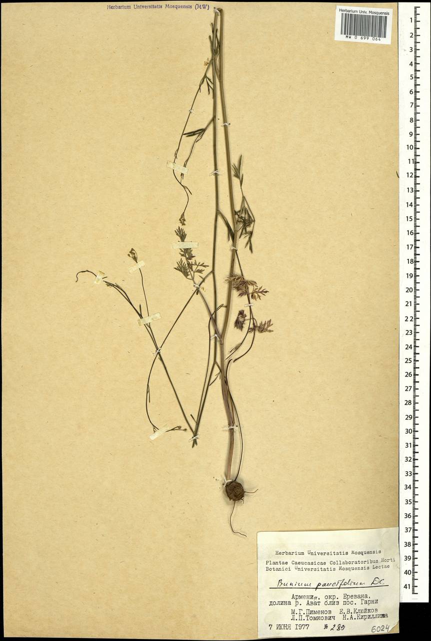 Bunium paucifolium DC., Caucasus, Armenia (K5) (Armenia)