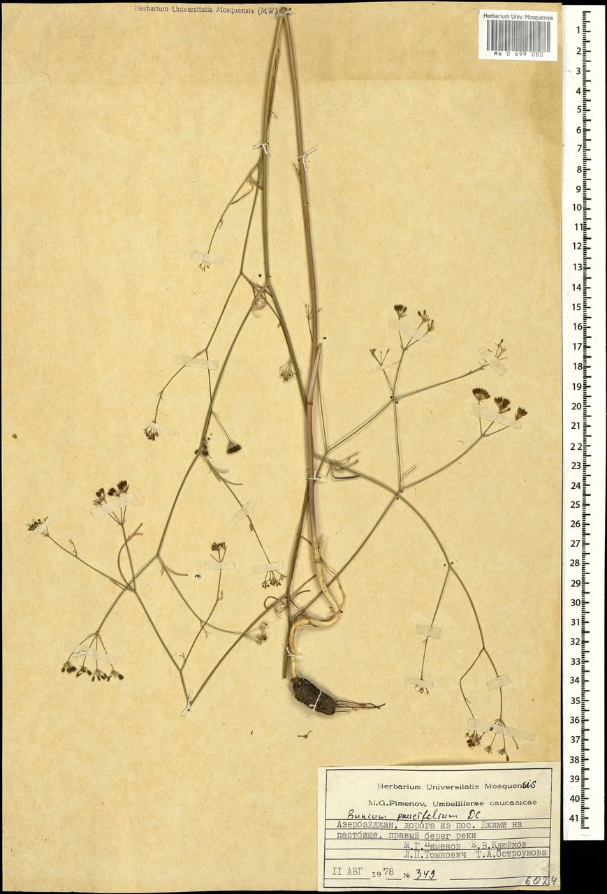 Bunium paucifolium DC., Caucasus, Azerbaijan (K6) (Azerbaijan)
