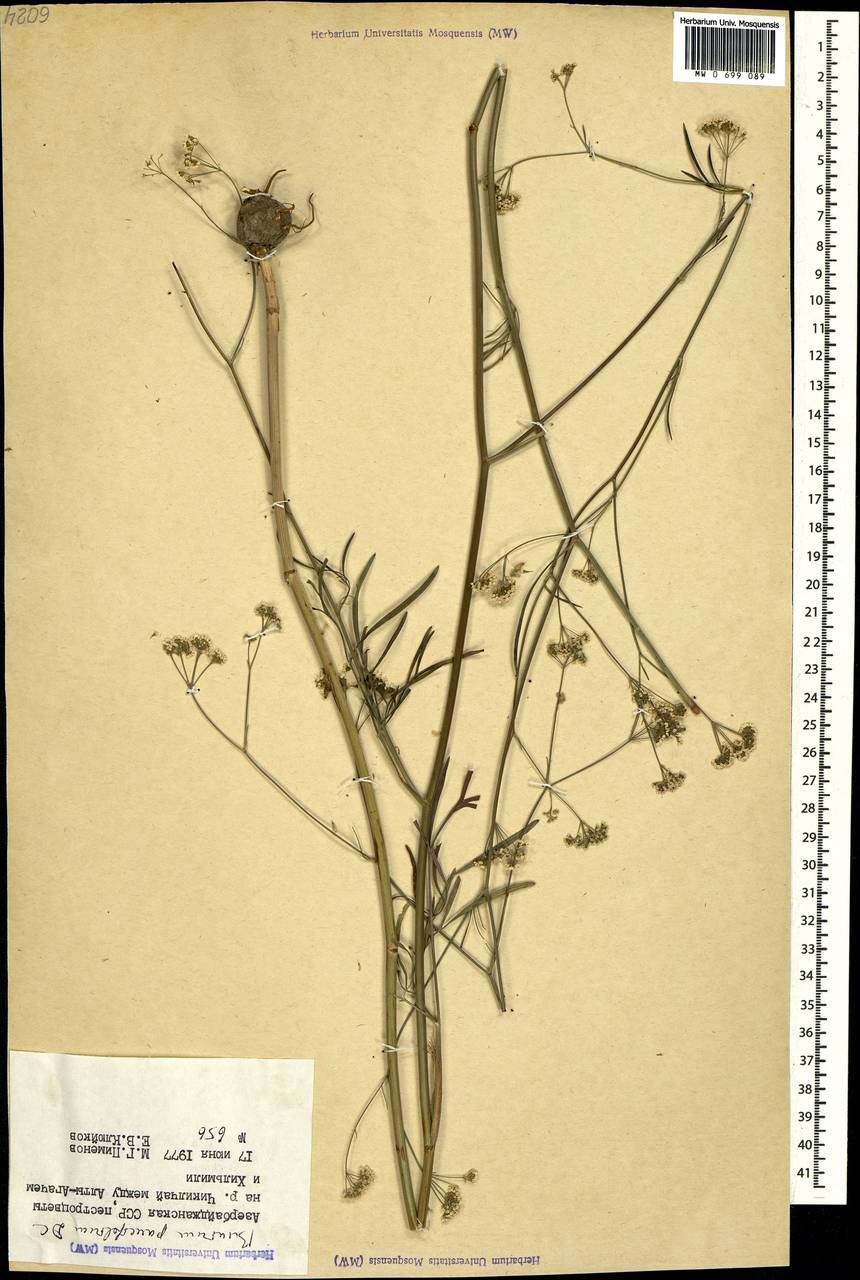 Bunium paucifolium DC., Caucasus, Azerbaijan (K6) (Azerbaijan)