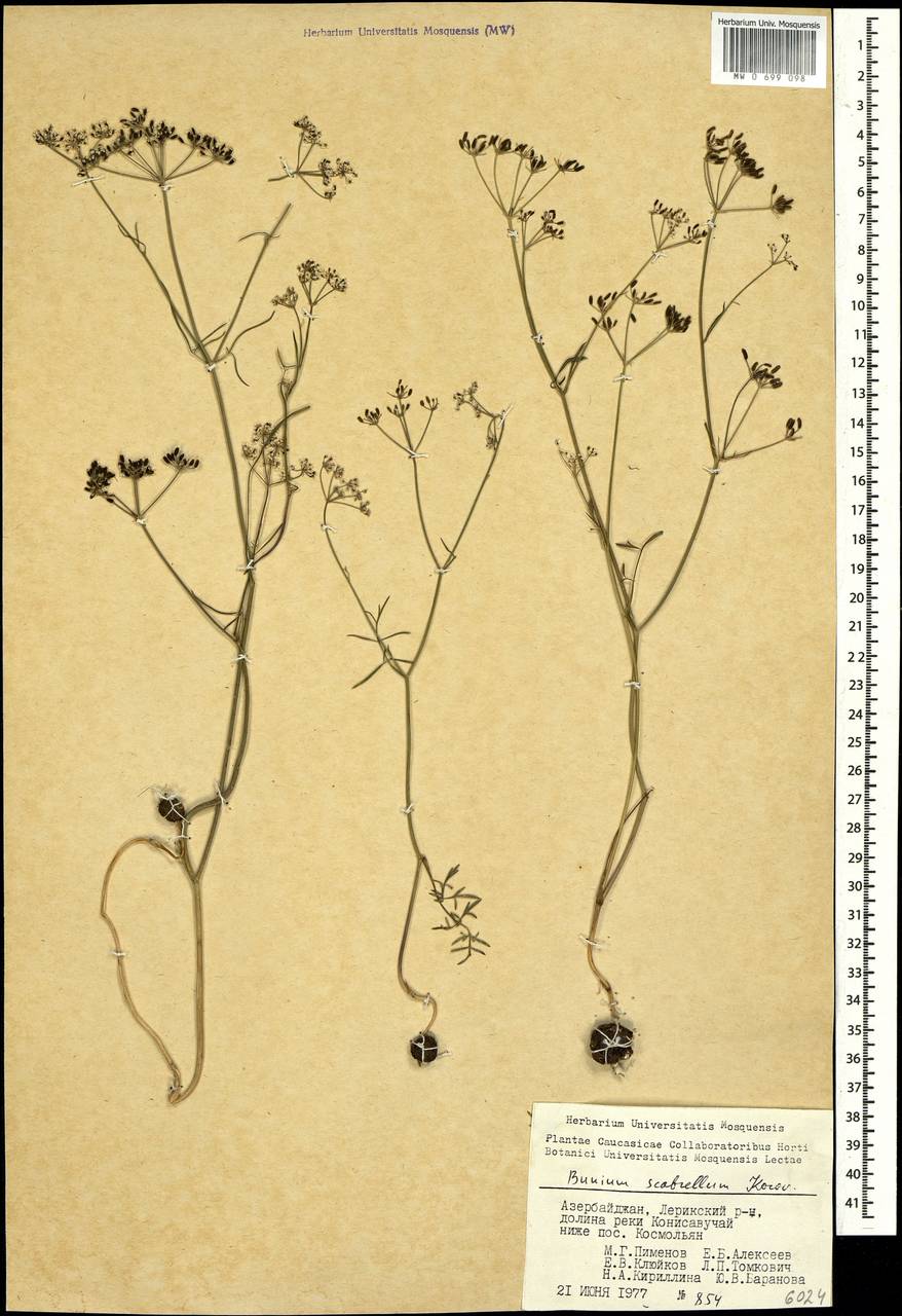 Bunium scabrellum Korovin, Caucasus, Azerbaijan (K6) (Azerbaijan)