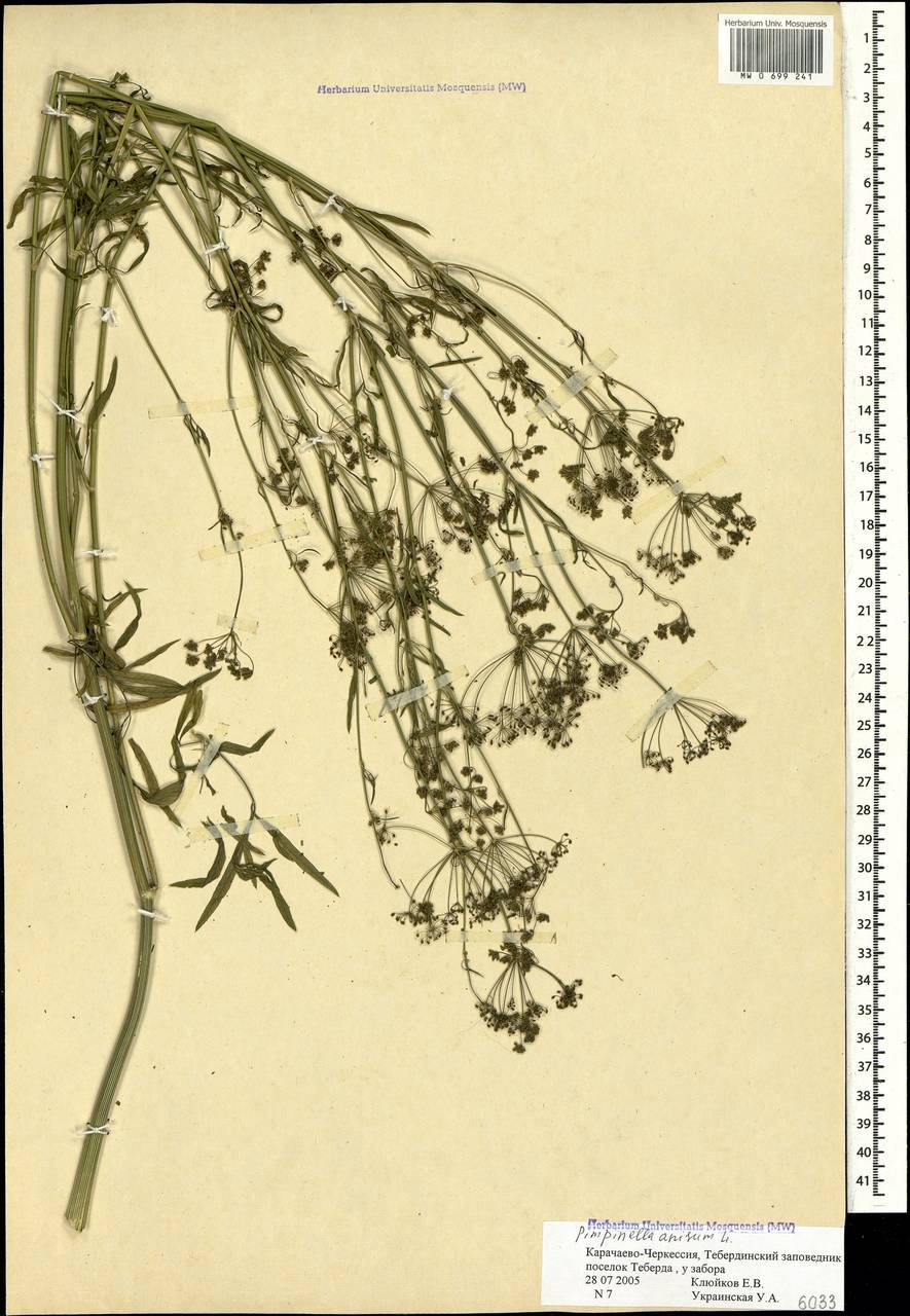 Pimpinella anisum L., Caucasus, Stavropol Krai, Karachay-Cherkessia & Kabardino-Balkaria (K1b) (Russia)