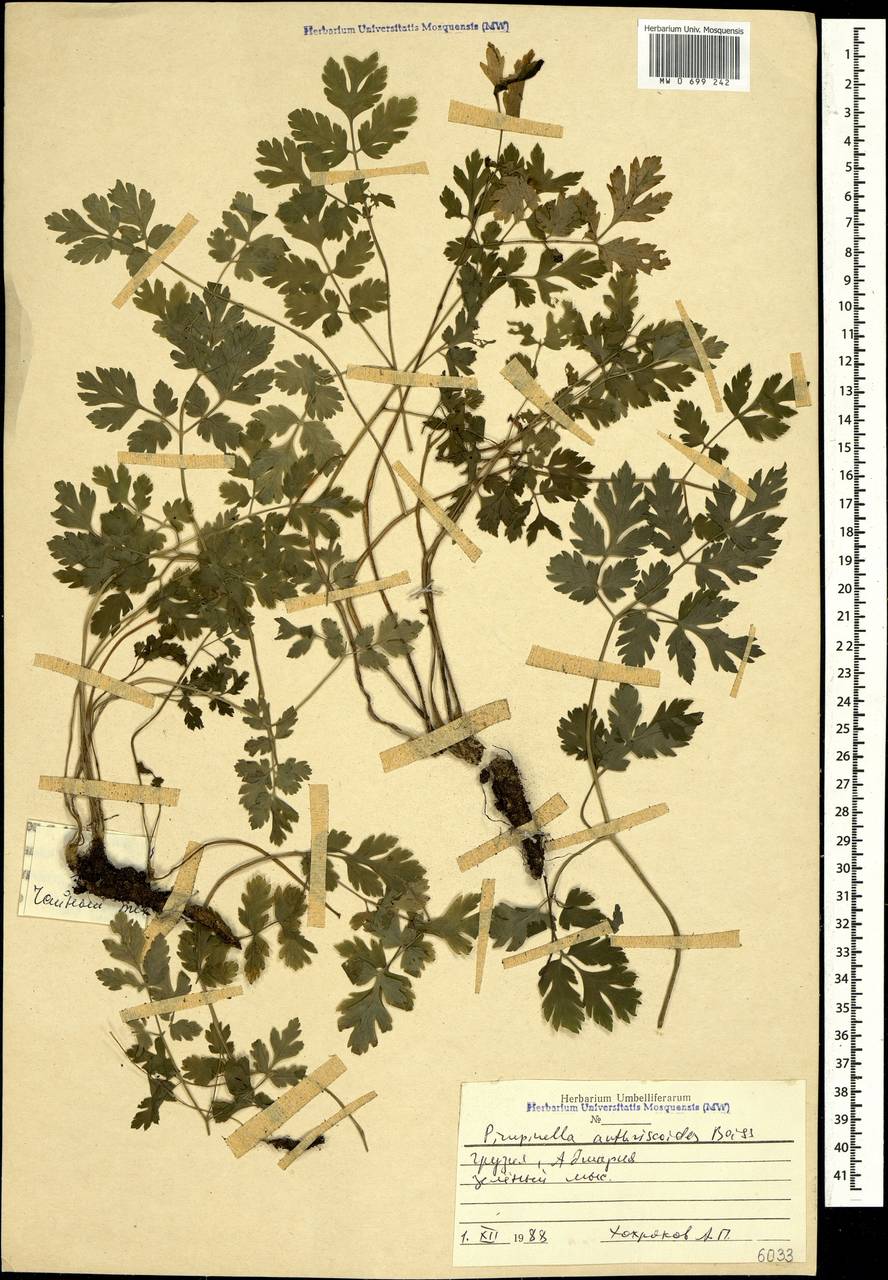 Aegopodium tribracteolatum Schmalh., Caucasus, Georgia (K4) (Georgia)