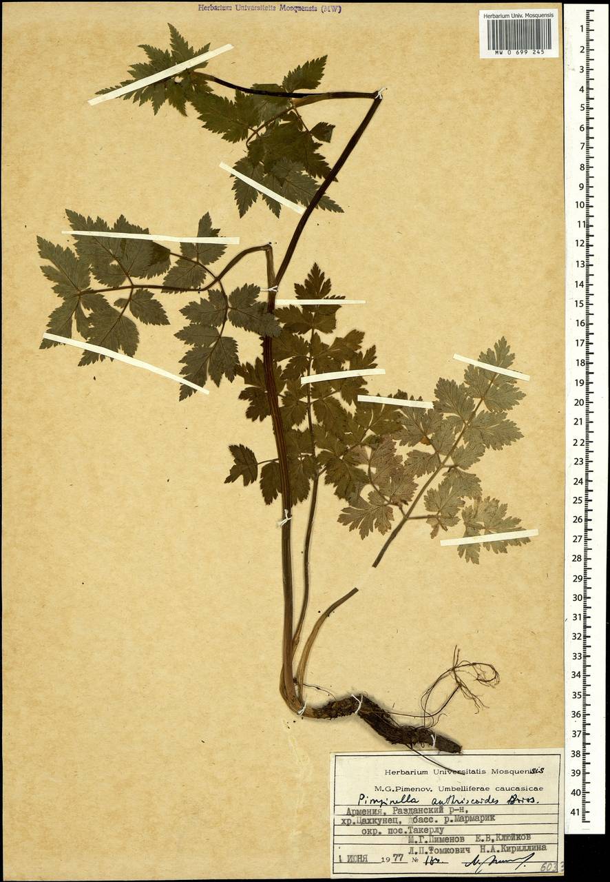 Aegopodium tribracteolatum Schmalh., Caucasus, Armenia (K5) (Armenia)