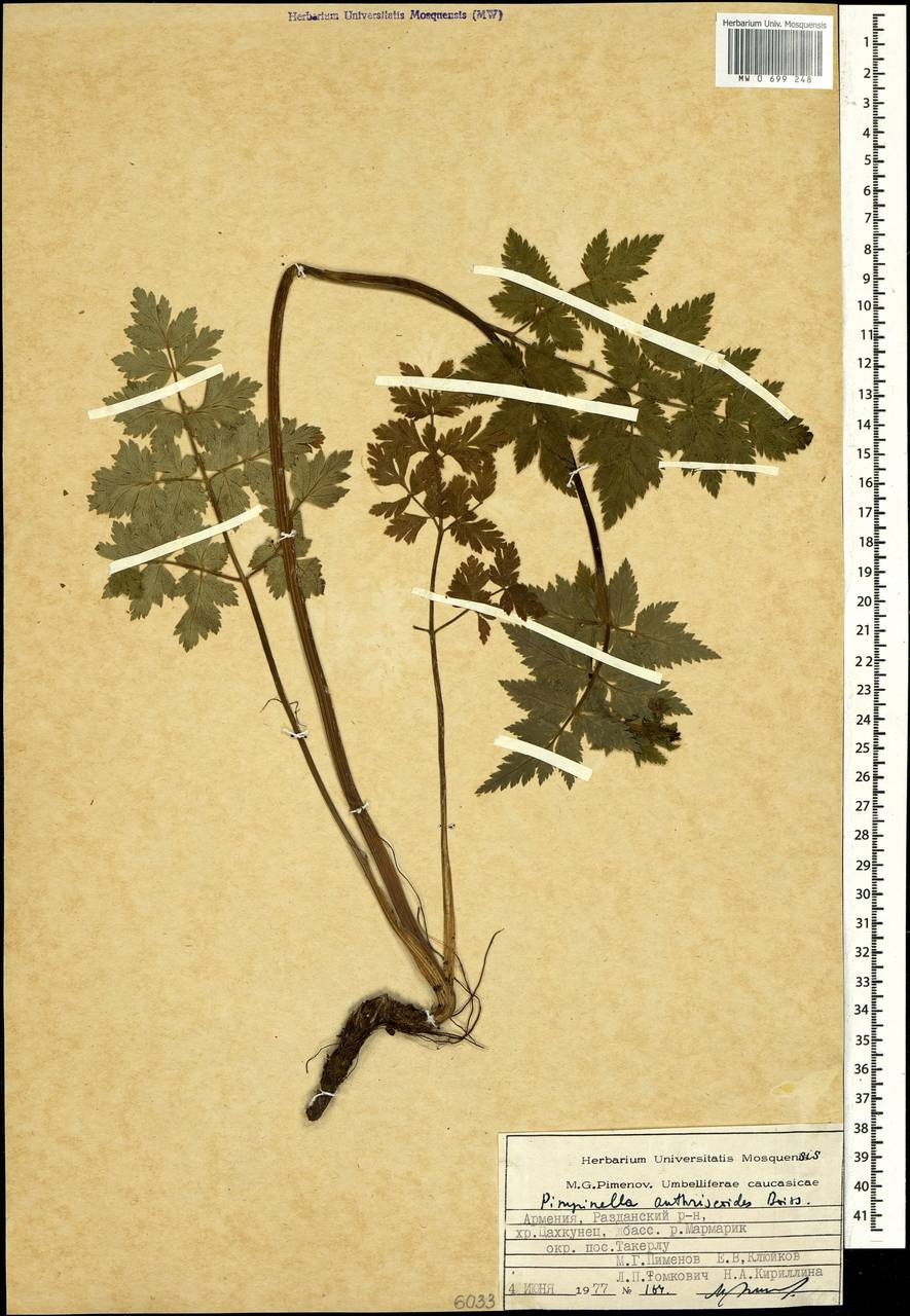 Aegopodium tribracteolatum Schmalh., Caucasus, Armenia (K5) (Armenia)