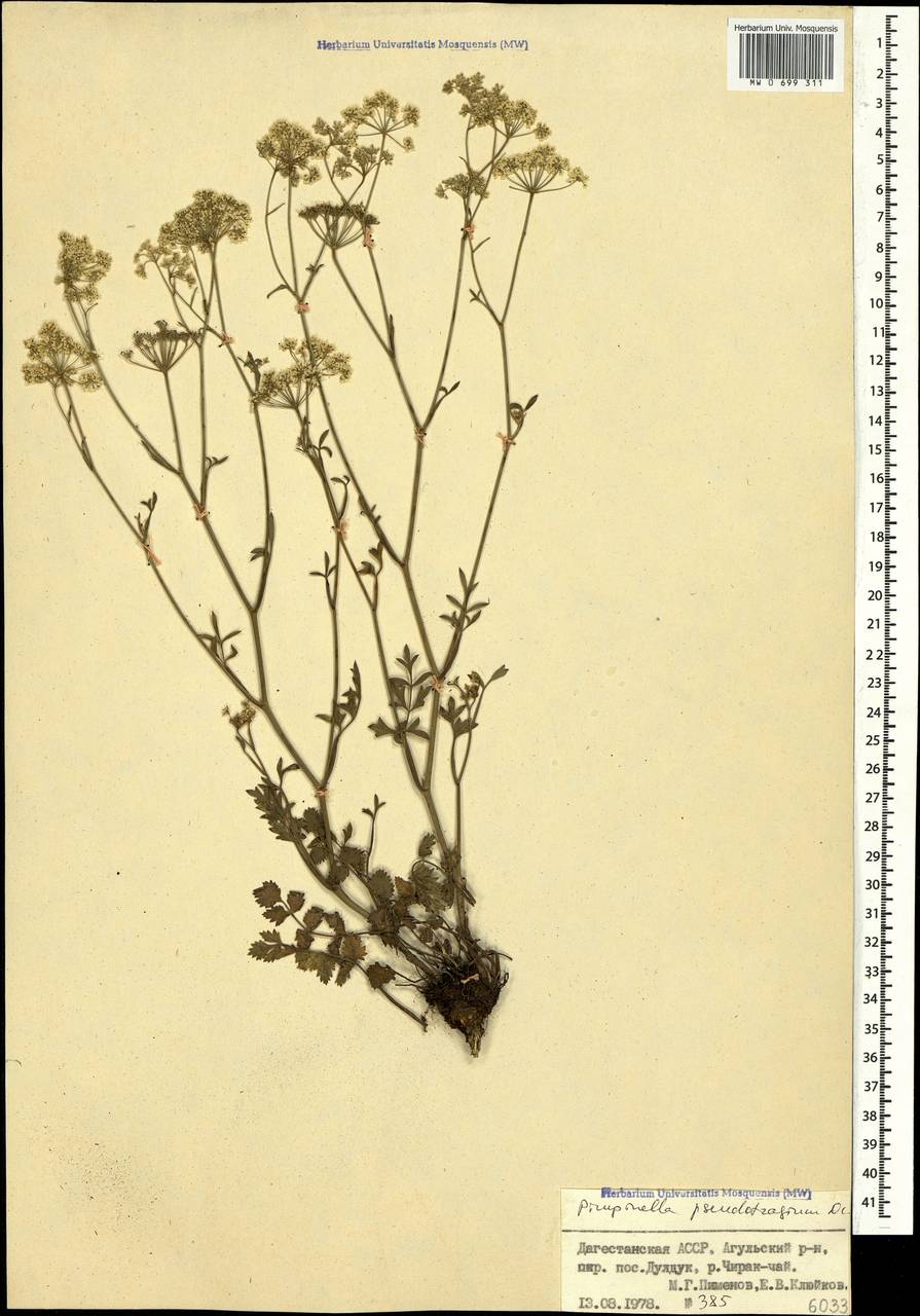 Pimpinella tragium subsp. pseudotragium (DC.) Matthews, Caucasus, Dagestan (K2) (Russia)