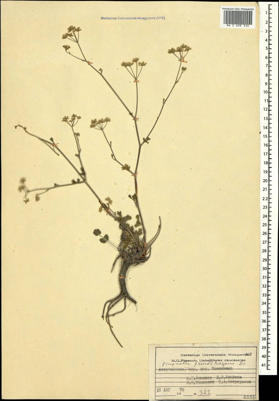 Pimpinella tragium subsp. pseudotragium (DC.) Matthews, Caucasus, Azerbaijan (K6) (Azerbaijan)