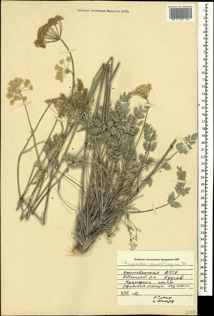Pimpinella tragium subsp. pseudotragium (DC.) Matthews, Caucasus, Azerbaijan (K6) (Azerbaijan)