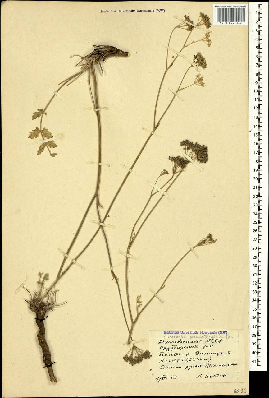Pimpinella tragium subsp. pseudotragium (DC.) Matthews, Caucasus, Azerbaijan (K6) (Azerbaijan)