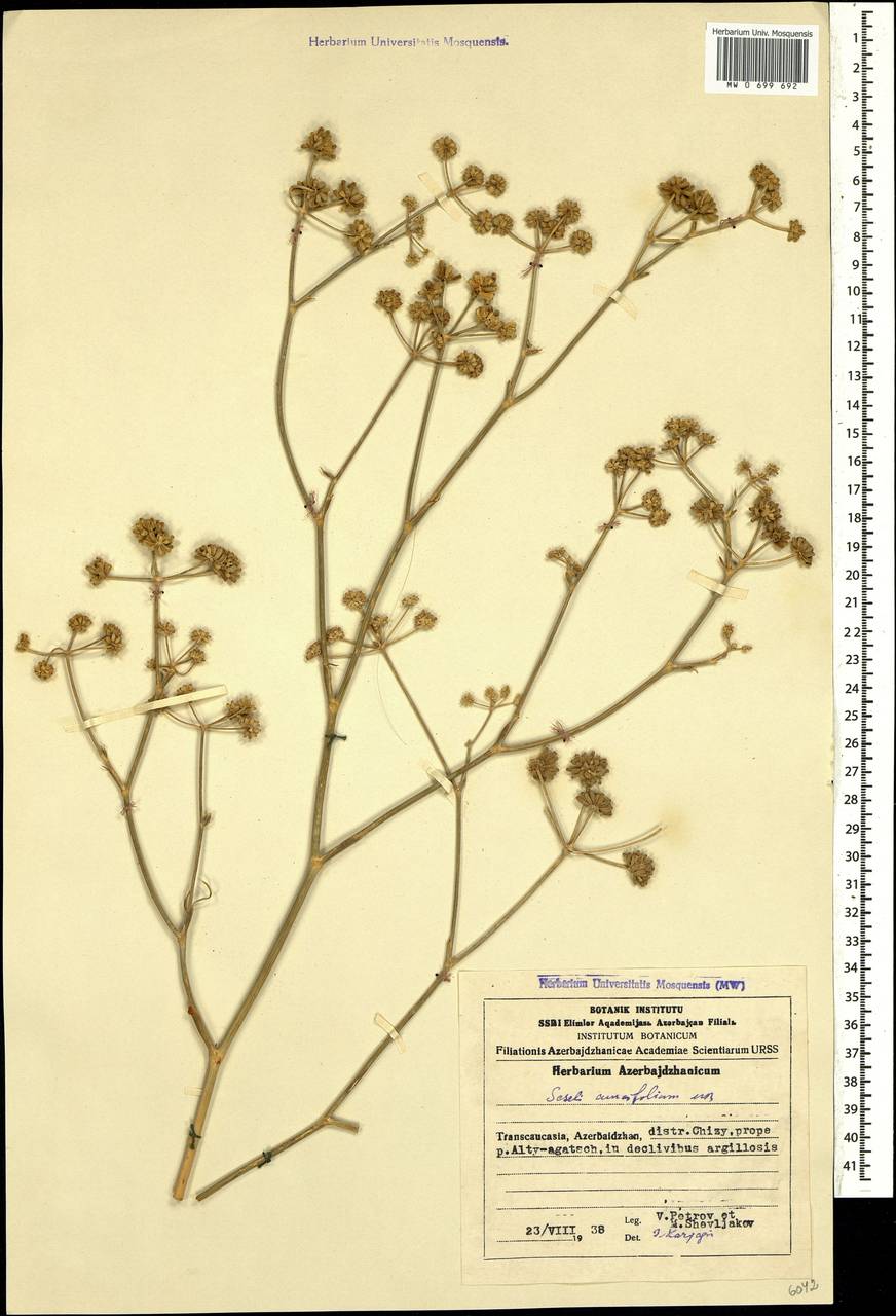 Seseli cuneifolium M.Bieb., Caucasus, Azerbaijan (K6) (Azerbaijan)
