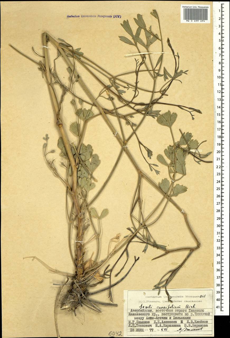 Seseli cuneifolium M.Bieb., Caucasus, Azerbaijan (K6) (Azerbaijan)