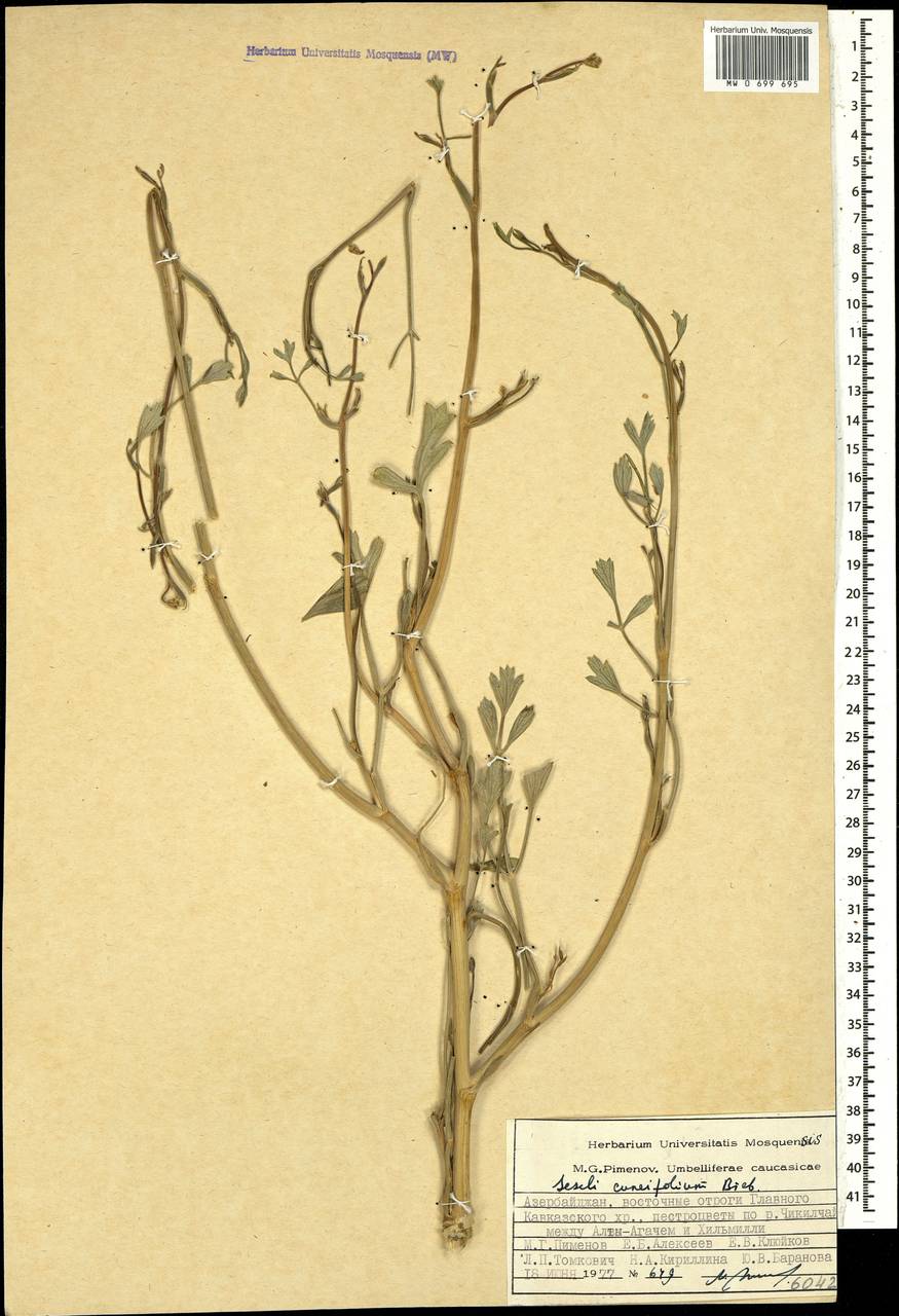 Seseli cuneifolium M.Bieb., Caucasus, Azerbaijan (K6) (Azerbaijan)