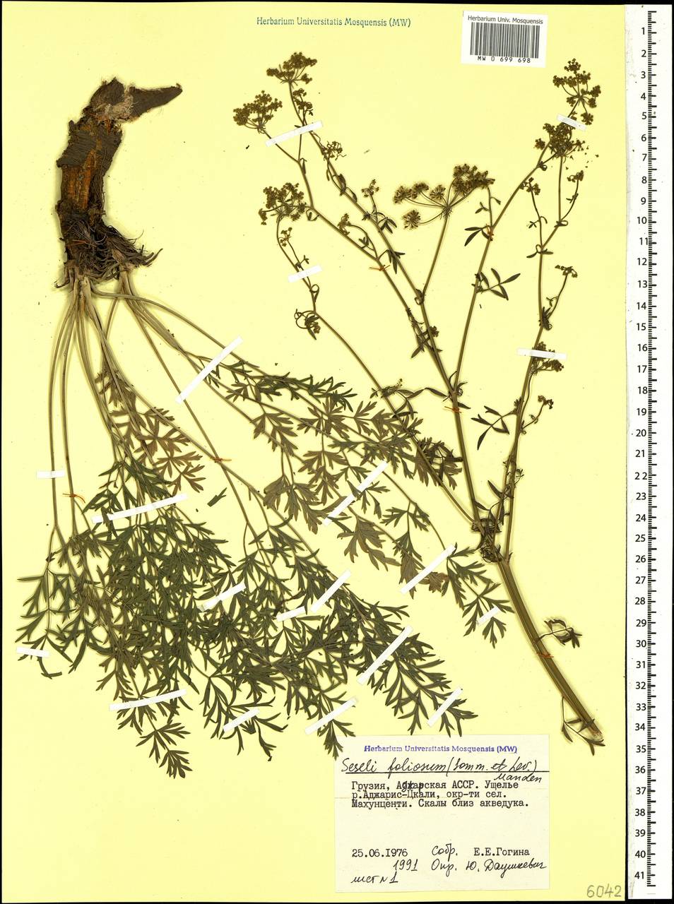 Seseli foliosum (Sommier & Levier) Manden., Caucasus, Georgia (K4) (Georgia)