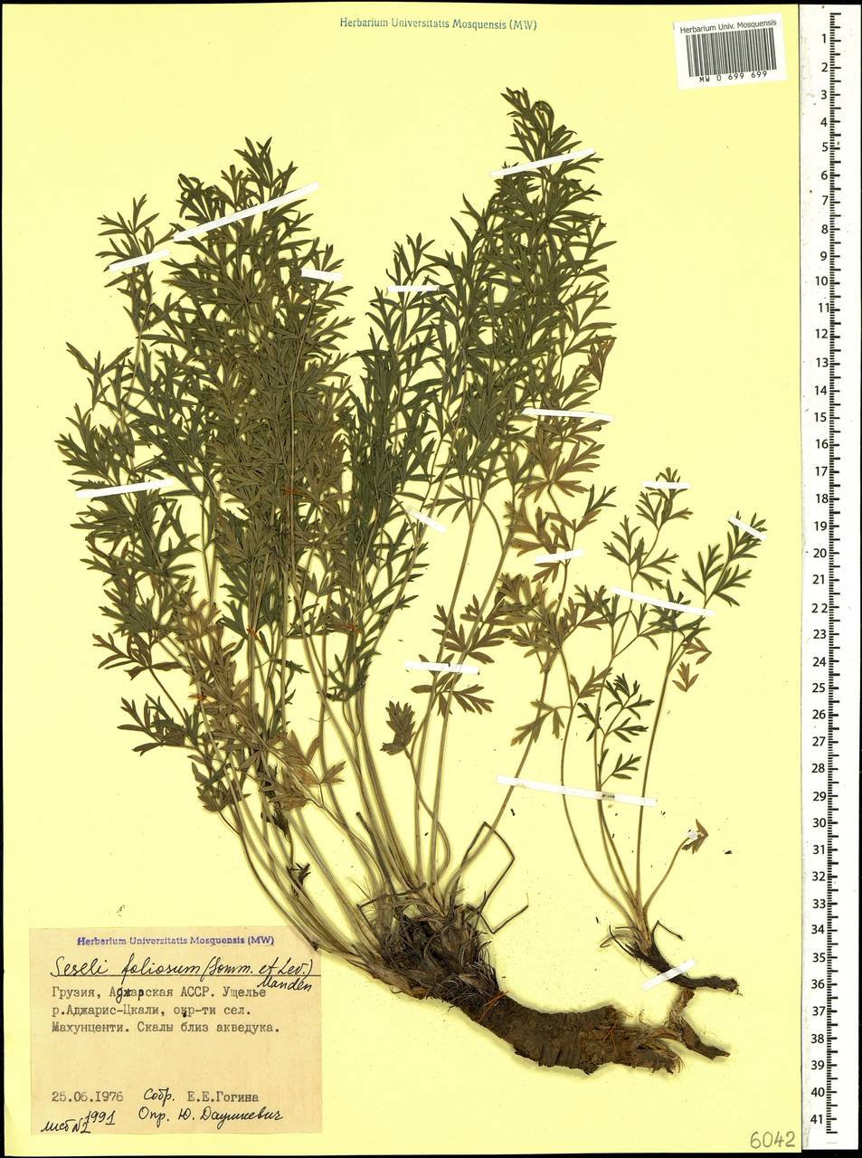 Seseli foliosum (Sommier & Levier) Manden., Caucasus, Georgia (K4) (Georgia)