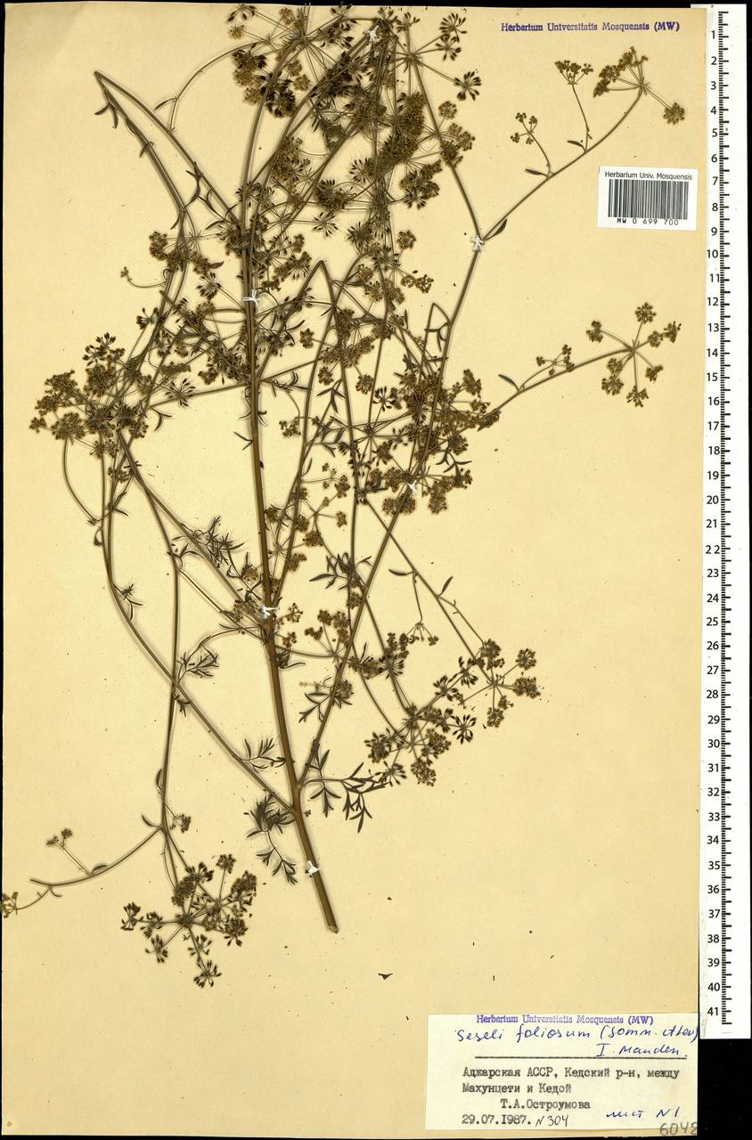 Seseli foliosum (Sommier & Levier) Manden., Caucasus, Georgia (K4) (Georgia)