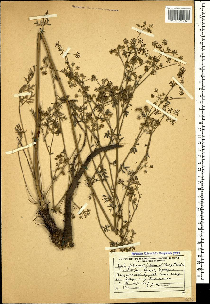 Seseli foliosum (Sommier & Levier) Manden., Caucasus, Georgia (K4) (Georgia)